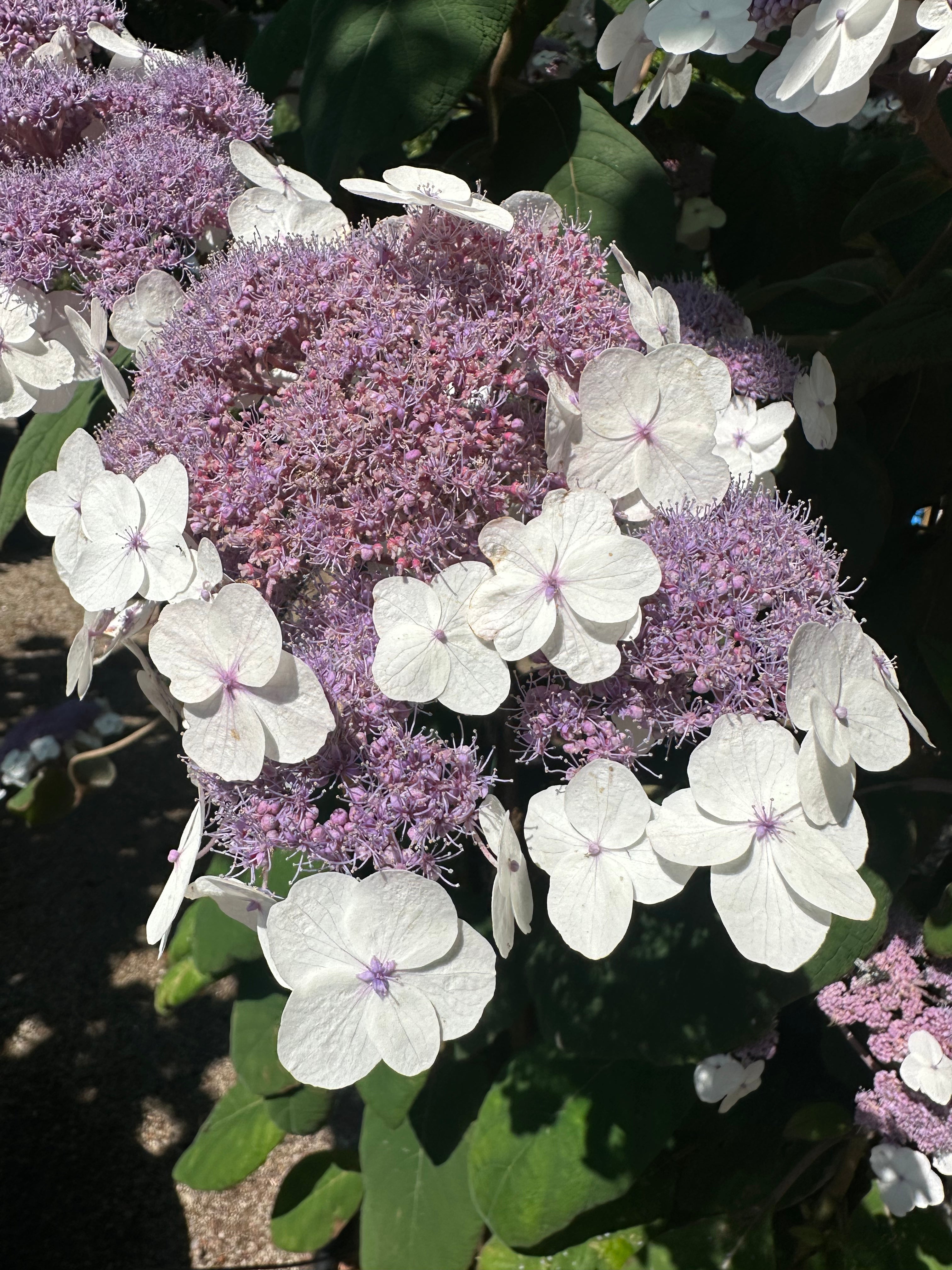 Dekorativ smuk blomstrende hortensia, hydrangea a. Marcophylla. 
