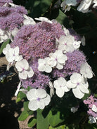 Dekorativ smuk blomstrende hortensia, hydrangea a. Marcophylla. 