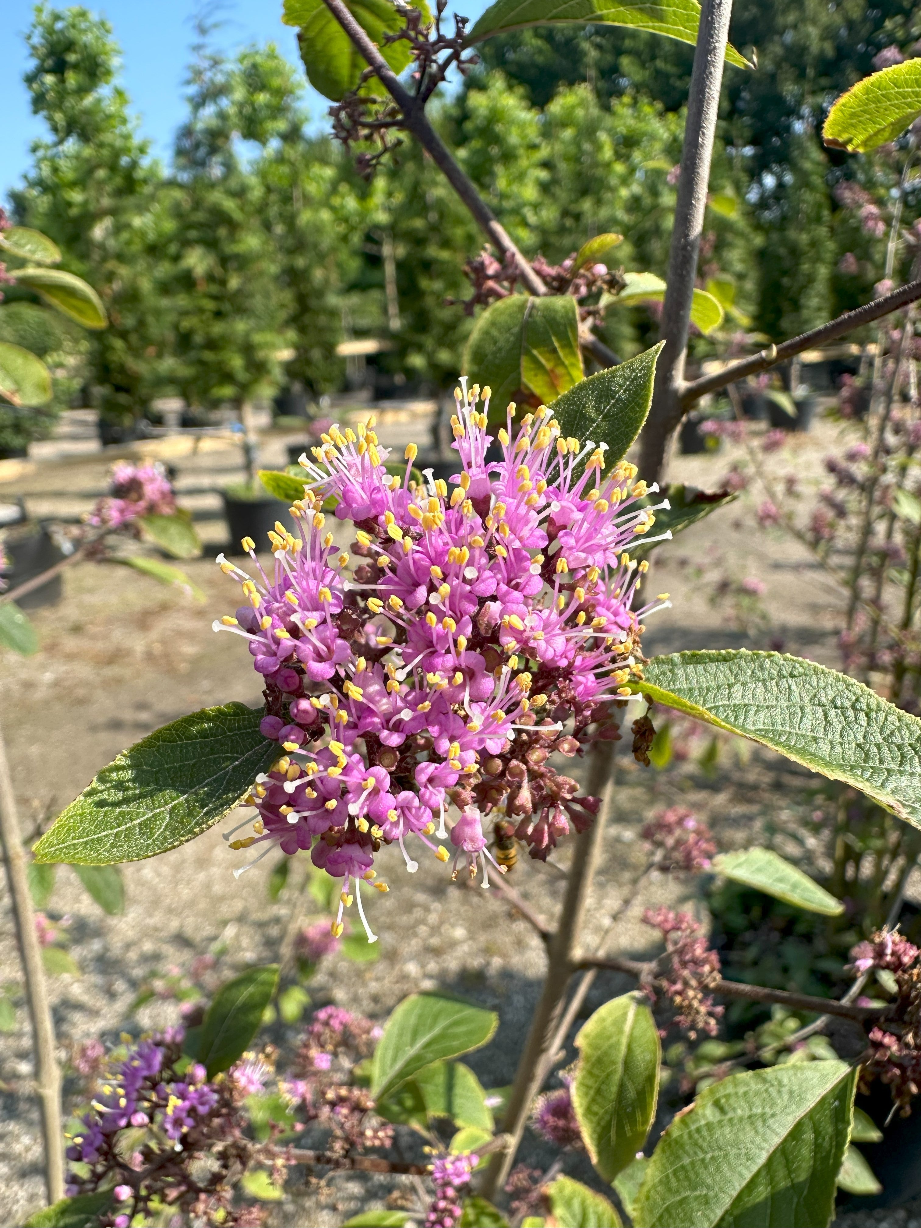 smuk blomster på glasbær, Callicarpa bodinieri Profusion