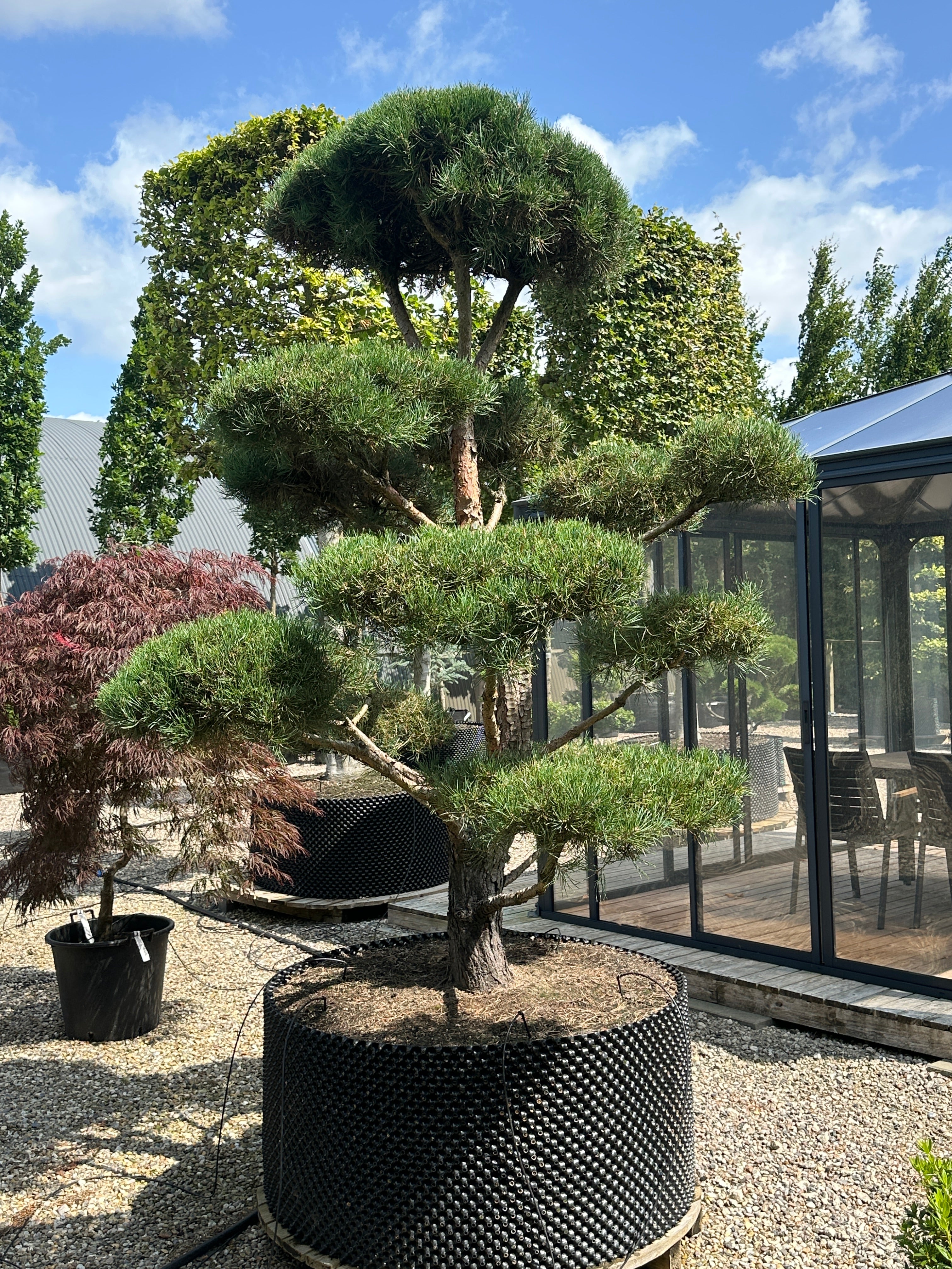 En Pinus sylvestris bonsai med veldefinerede, tætte puder af korte blågrønne nåle og en synlig, furet rødbrun stamme.