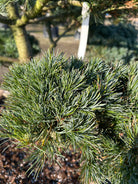 Flotte nålfarve på penselfyr