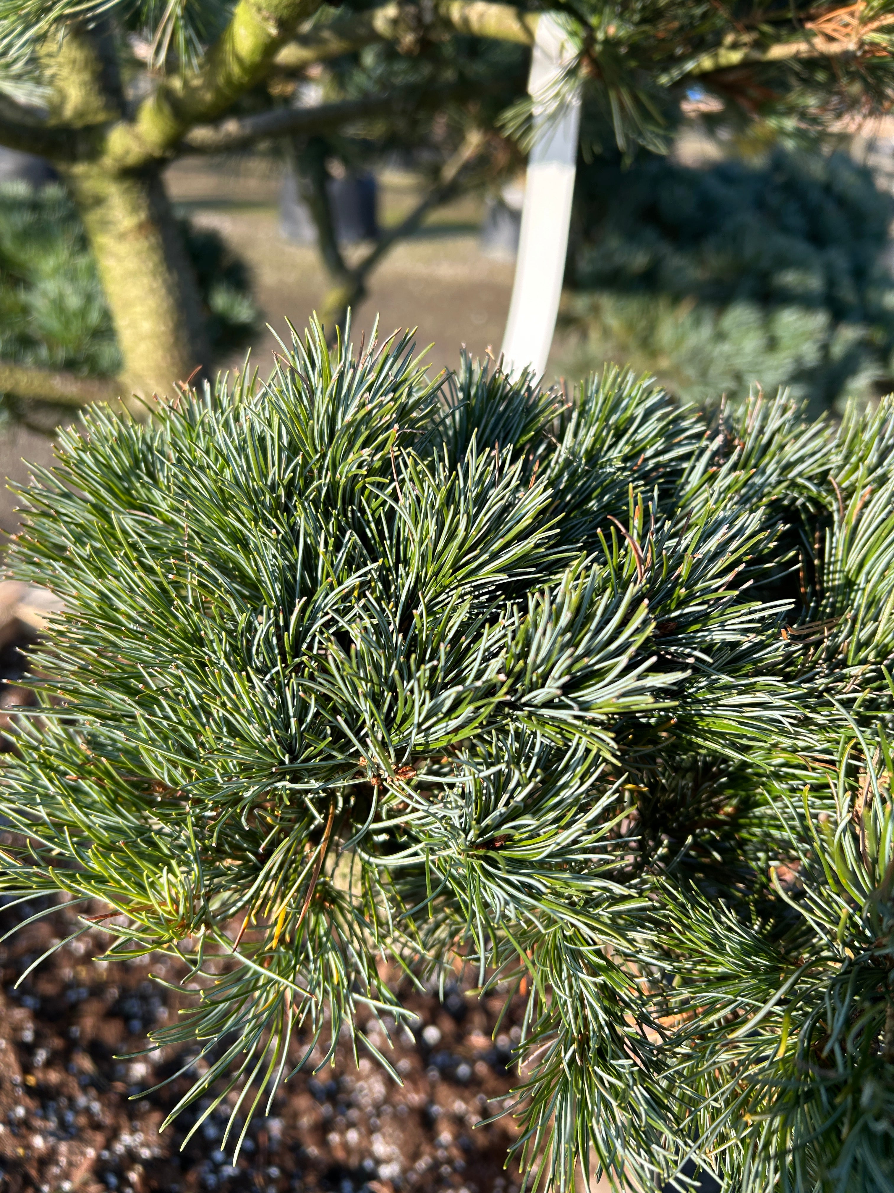 Flotte nålfarve på penselfyr