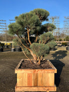 Skulpturel og fyldig bonsai skovfyr, Pinus sylvestris, med rødbrune bark og blågrønne nåle.