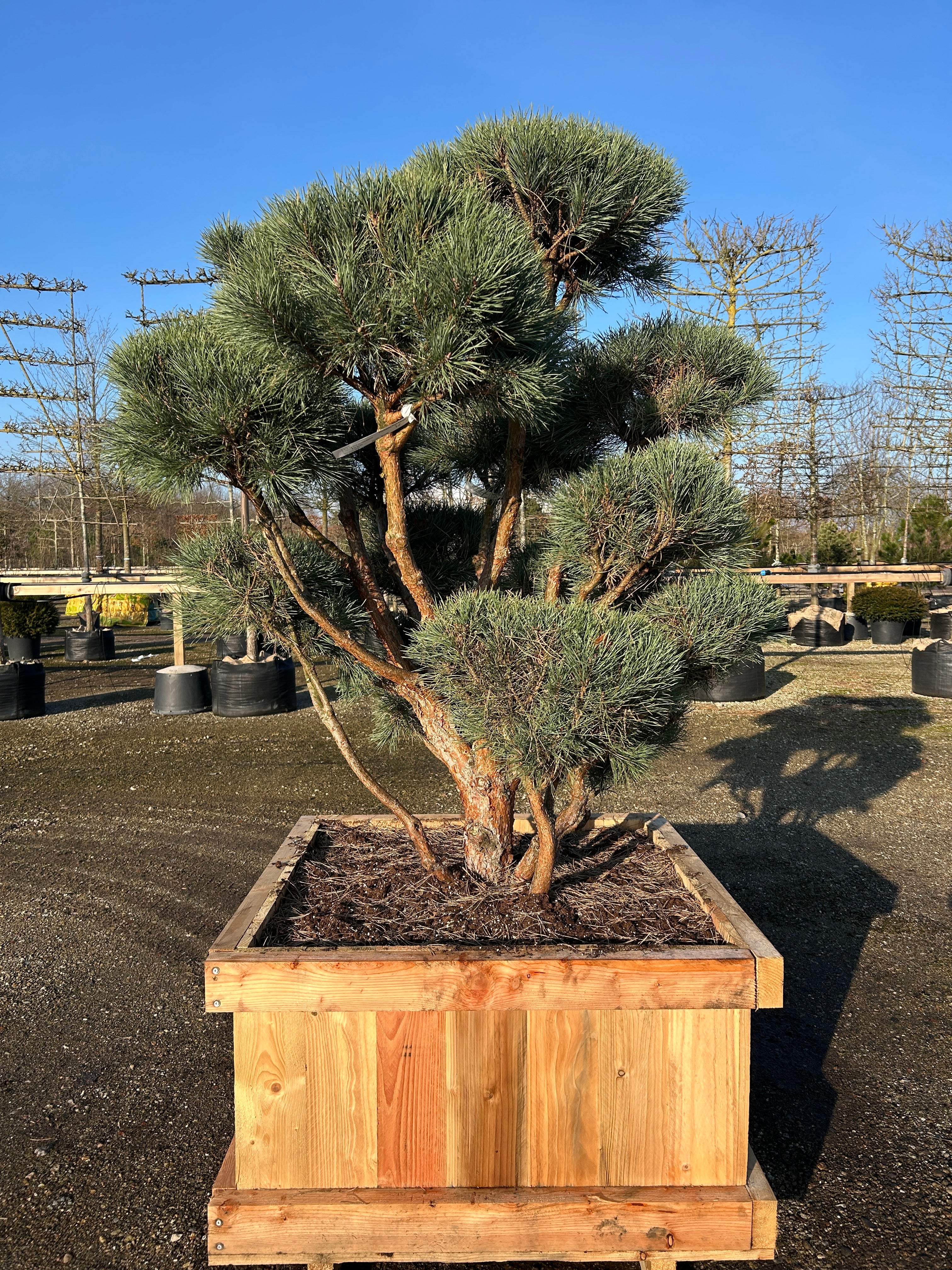 Skulpturel og fyldig bonsai skovfyr, Pinus sylvestris, med rødbrune bark og blågrønne nåle.
