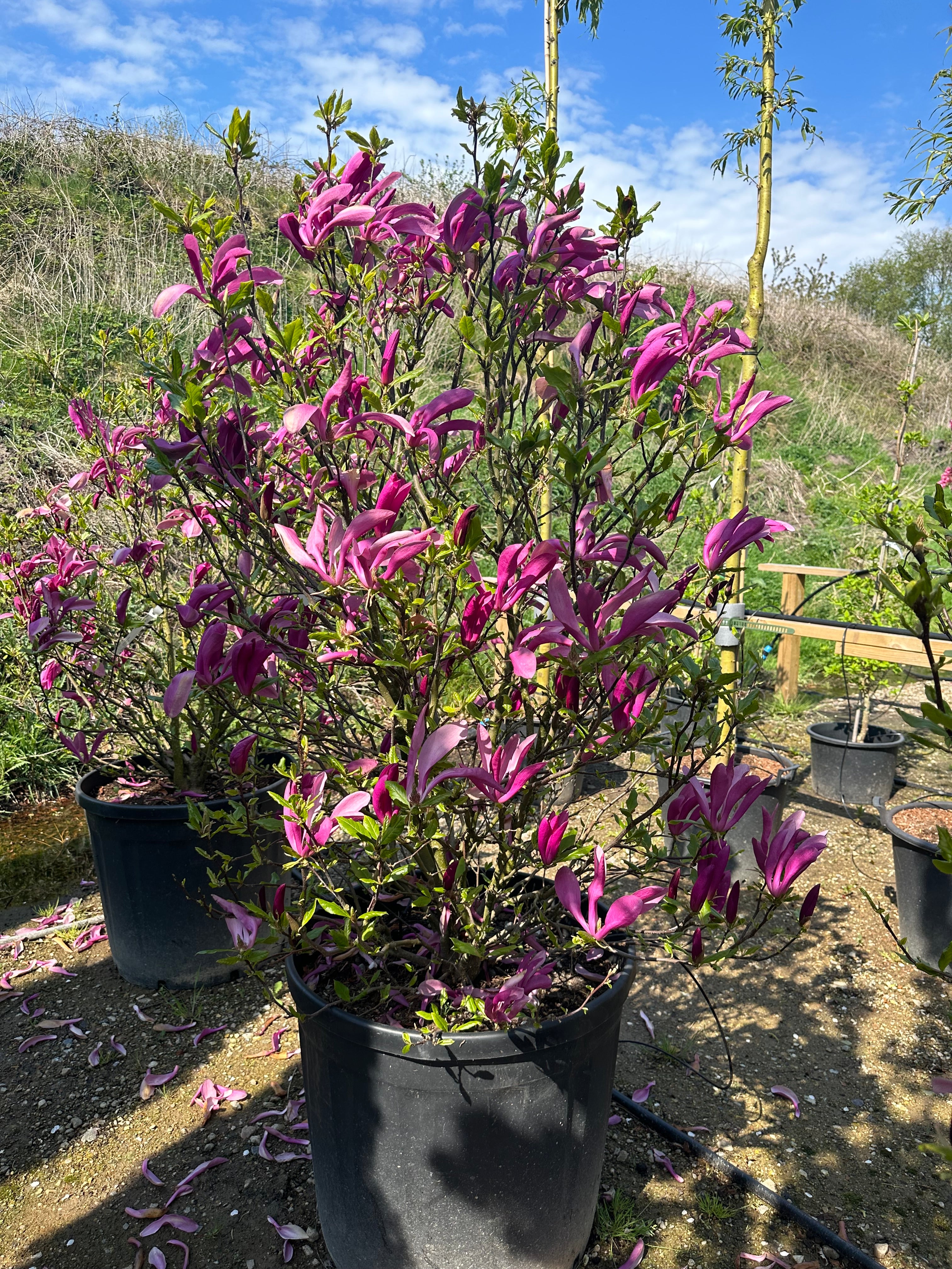 Kraftig busket Magnolie Susan der er rigt blomstrende i April-maj mdr. 