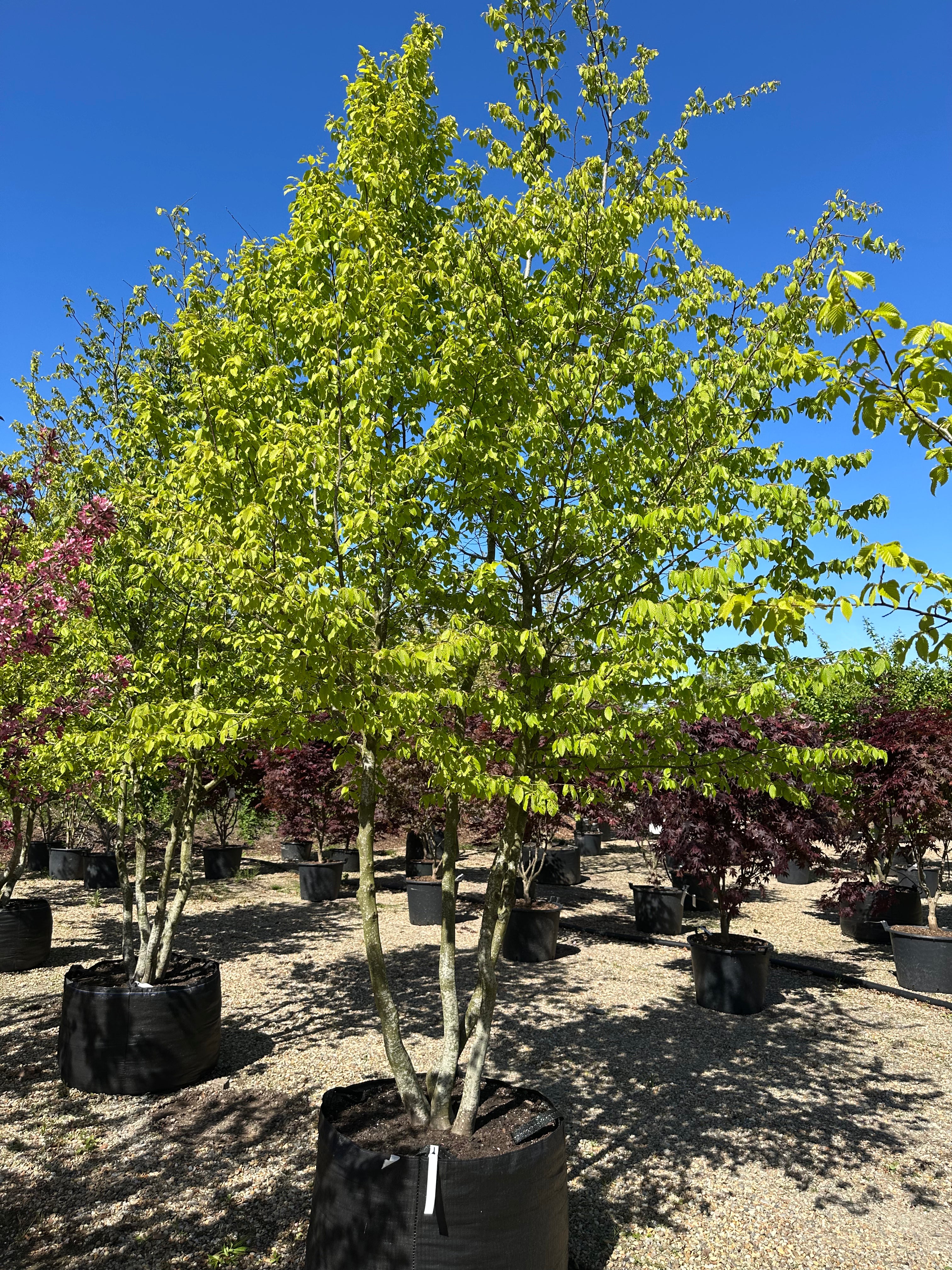 Multistammet 'Carpinus betulus'-avnbøg midt på sommeren, hvor de mange grå hovedstammer forgrener sig fra bunden og bærer en bred, tæt og naturligt opret krone af friske, grønne blade.