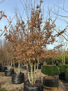 Multistammet 'Carpinus betulus'-avnbøg i det sene efterår, hvor kronen står med visne, rødbrune blade, og de mange rå, muskuløse grå stammer tydeligt ses forgrene sig op fra jorden.