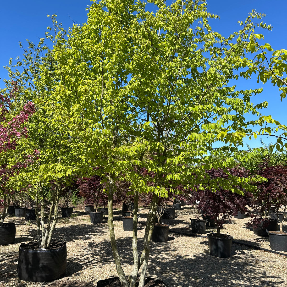 Multistammet Avnbøg - Carpinus betulus – Jysk Plantesalg