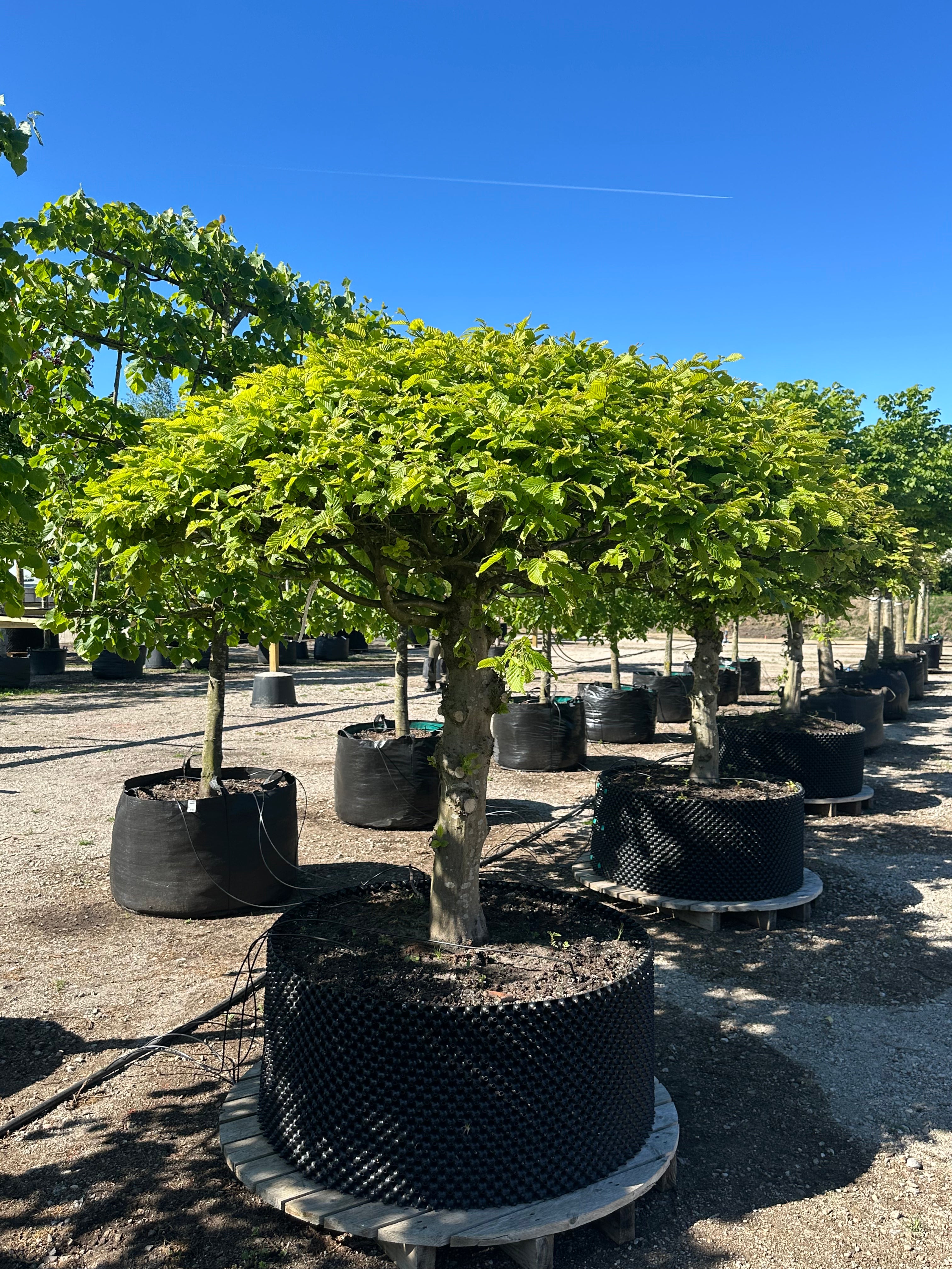 Opstammet og kugleformet 'Carpinus betulus'-avnbøg, hvor den tætte, helt symmetrisk runde krone af friske, grønne blade sidder på en bar, lige grå stamme.