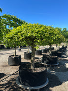 Opstammet og kugleformet 'Carpinus betulus'-avnbøg, hvor den tætte, helt symmetrisk runde krone af friske, grønne blade sidder på en bar, lige grå stamme.