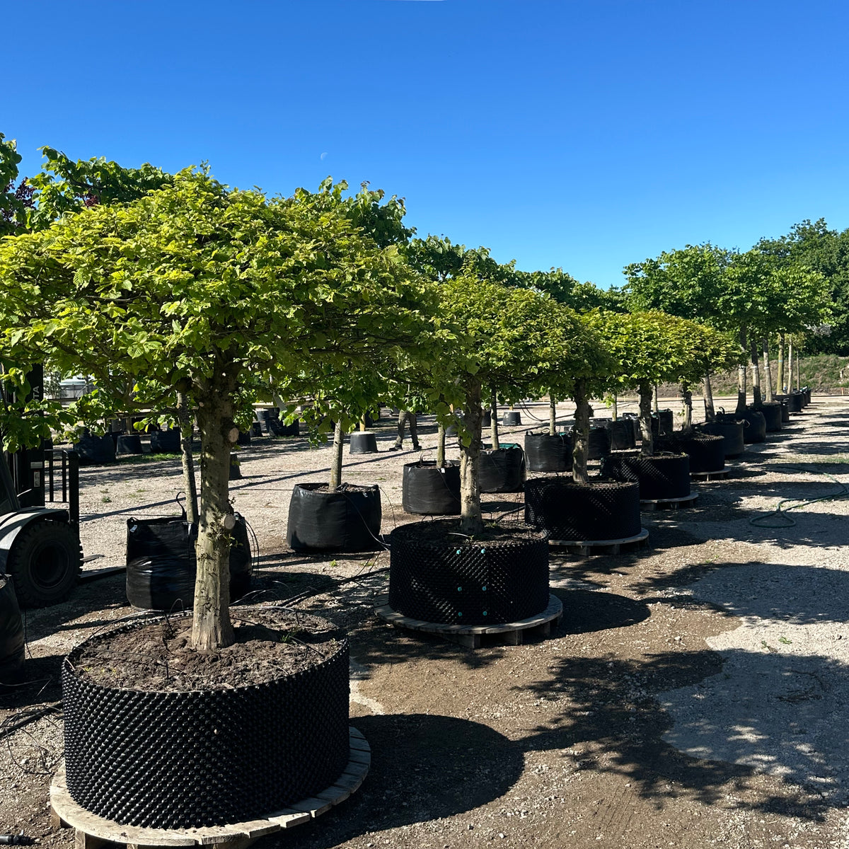 Opstammet kugleformet Avnbøg - Carpinus betulus – Jysk Plantesalg