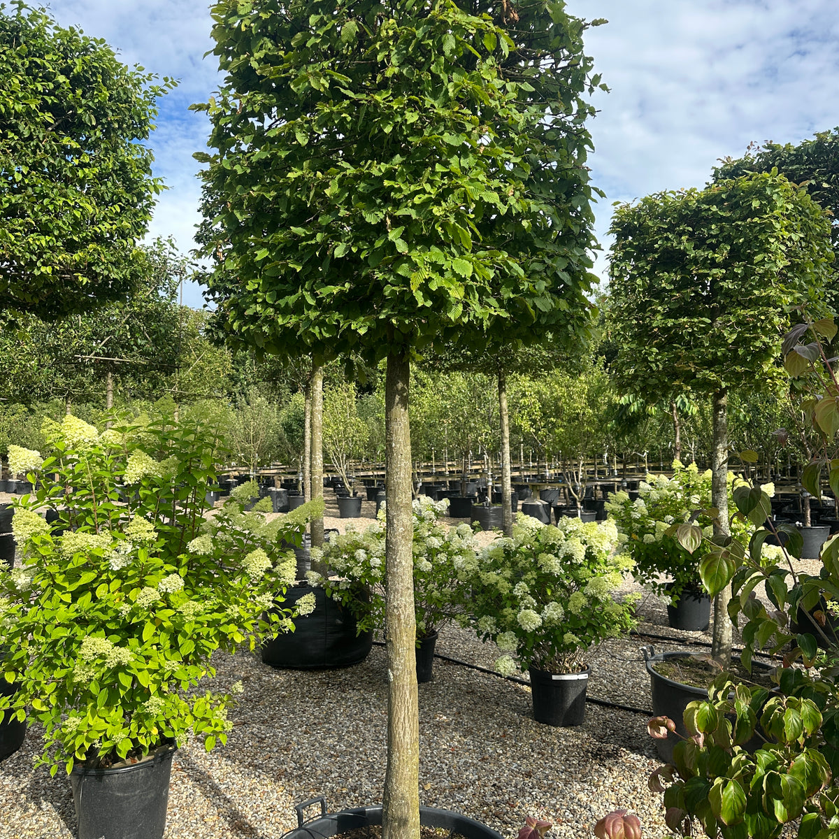 Kasseklippet Avnbøg - Carpinus betulus – Jysk Plantesalg