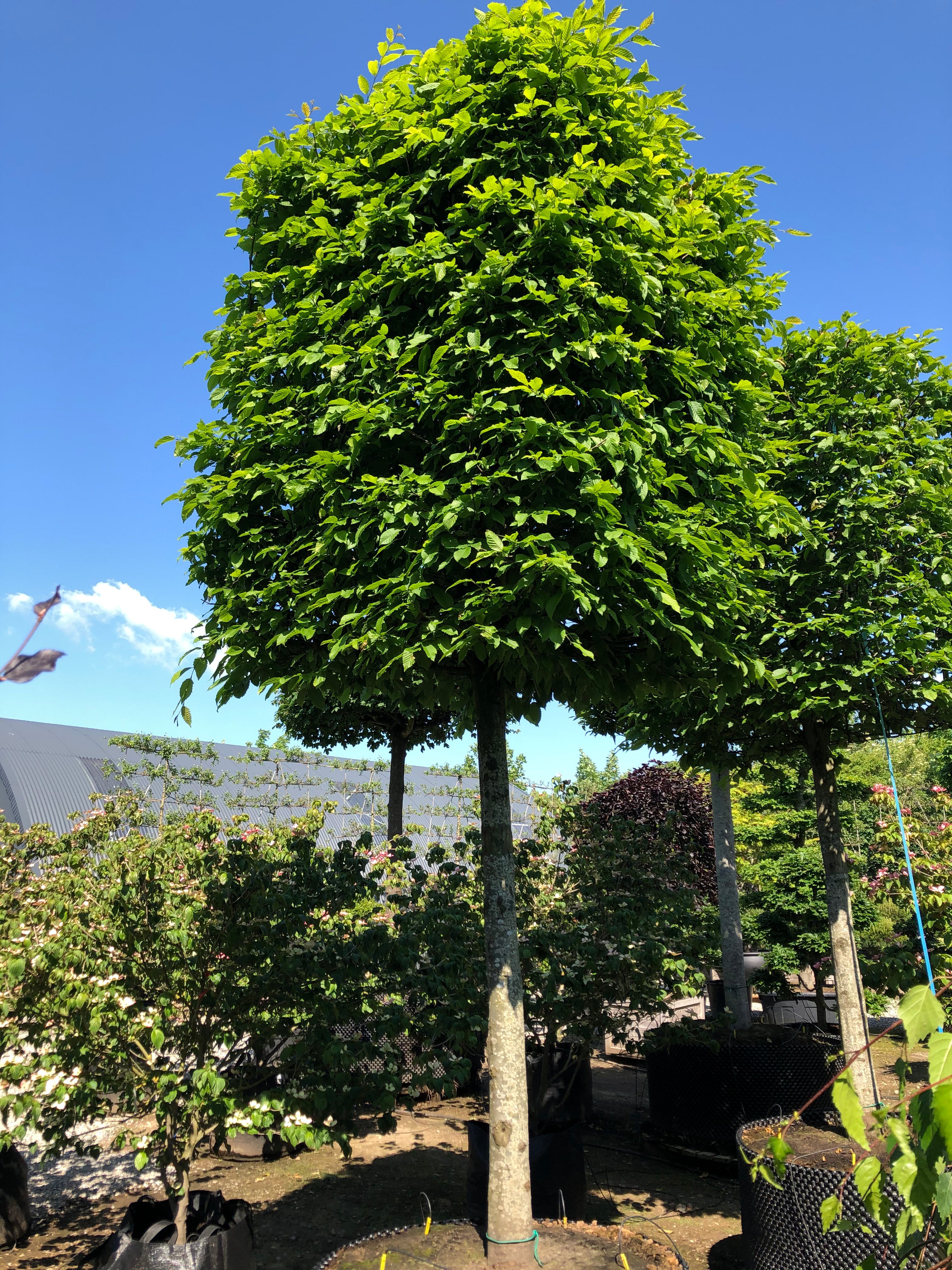Kasseklippet 'Carpinus betulus'-avnbøg, hvor den stramme, rektangulære og skarpt klippede krone af grønne blade sidder på en bar, lige grå stamme.