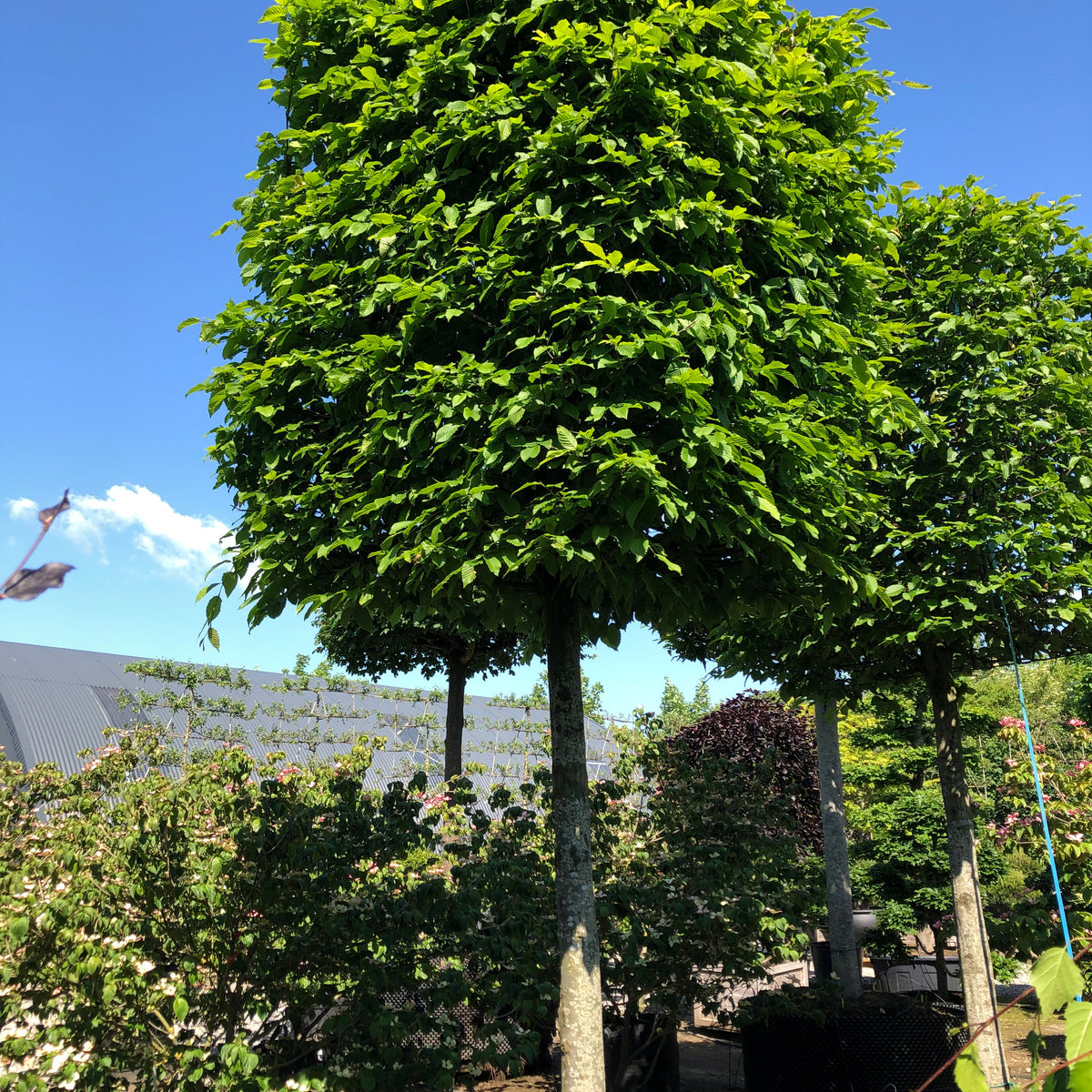 Kasseklippet Avnbøg - Carpinus betulus – Jysk Plantesalg
