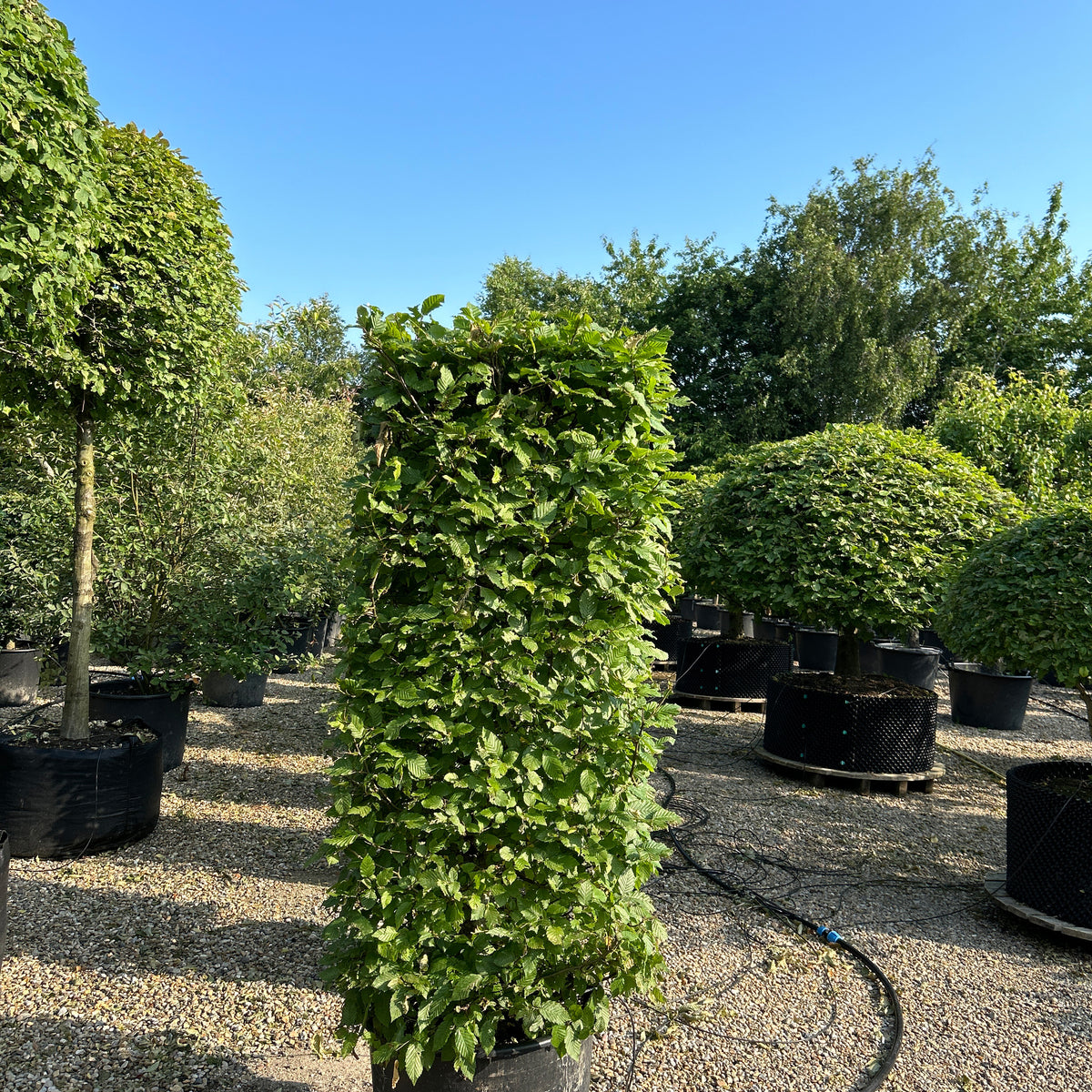 Carpinus betulus - Avnbøg - Hækelement – Jysk Plantesalg