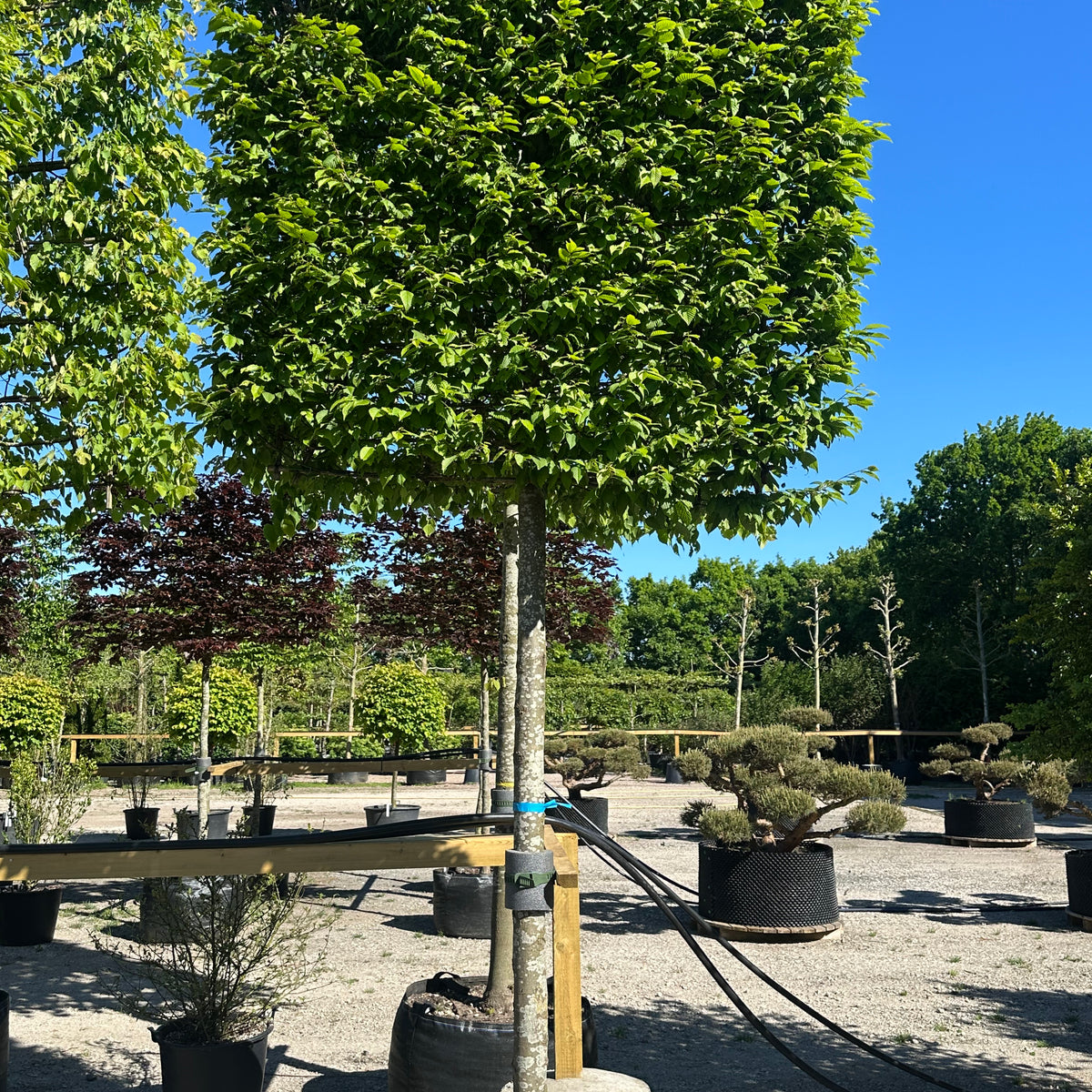 Svævende hæk Avnbøg - Carpinus Betulus Lucas – Jysk Plantesalg