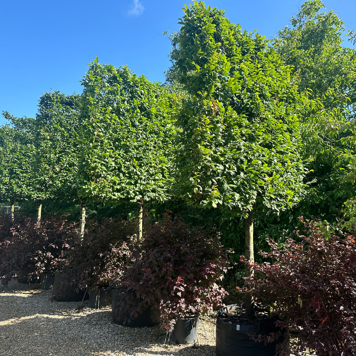 Svævende hæk Avnbøg - Carpinus betulus Lucas – Jysk Plantesalg