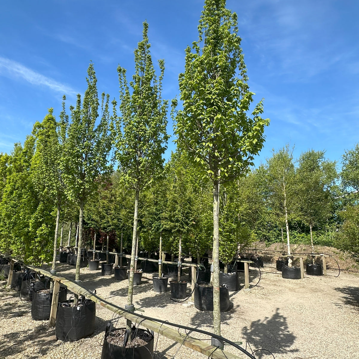 Carpinus betulus Lucas - Avnbøg - Opstammet – Jysk Plantesalg