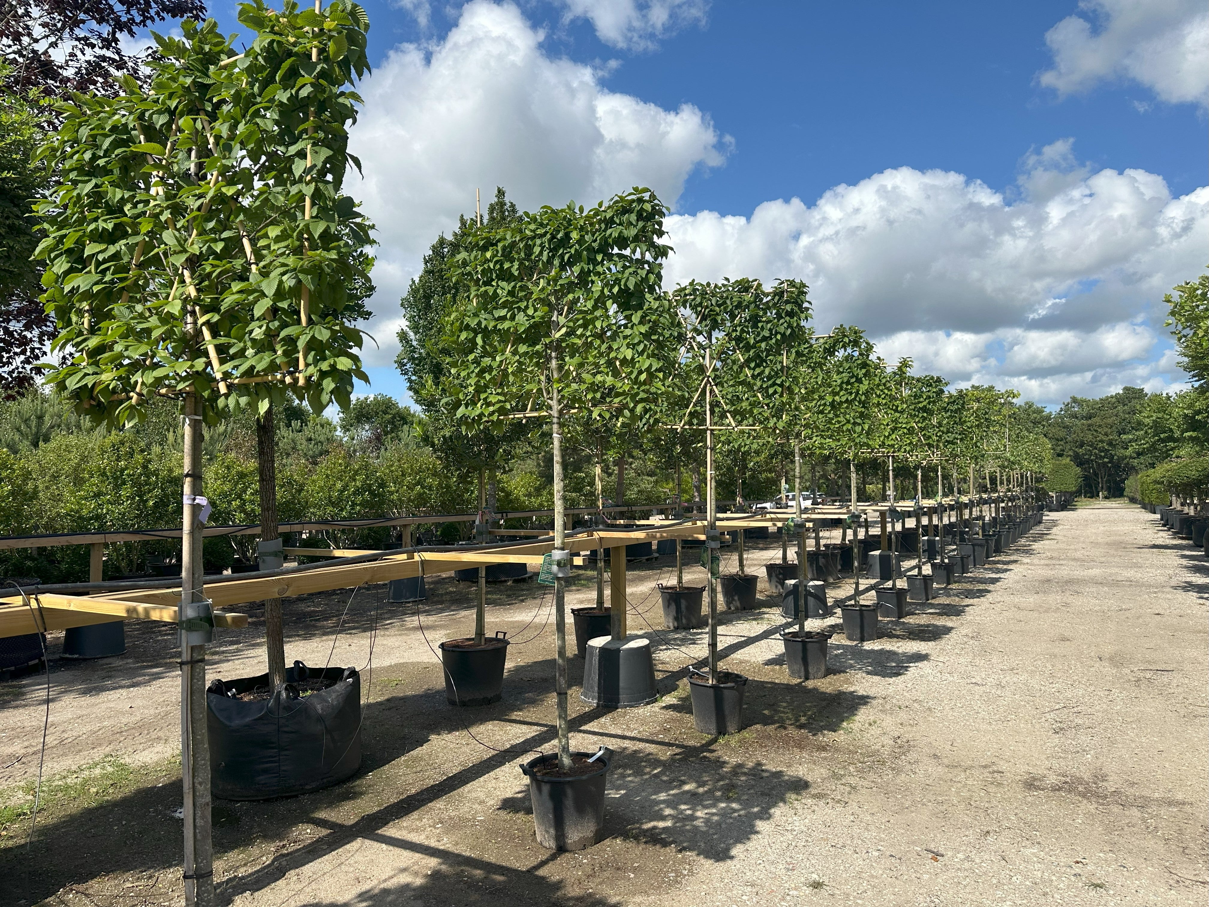 Svævende hæk af Carpinus betulus Lucas i en have, hvor kronen er formet som en tæt, rektangulær grøn væg hævet over jorden på en opret, bar stamme.