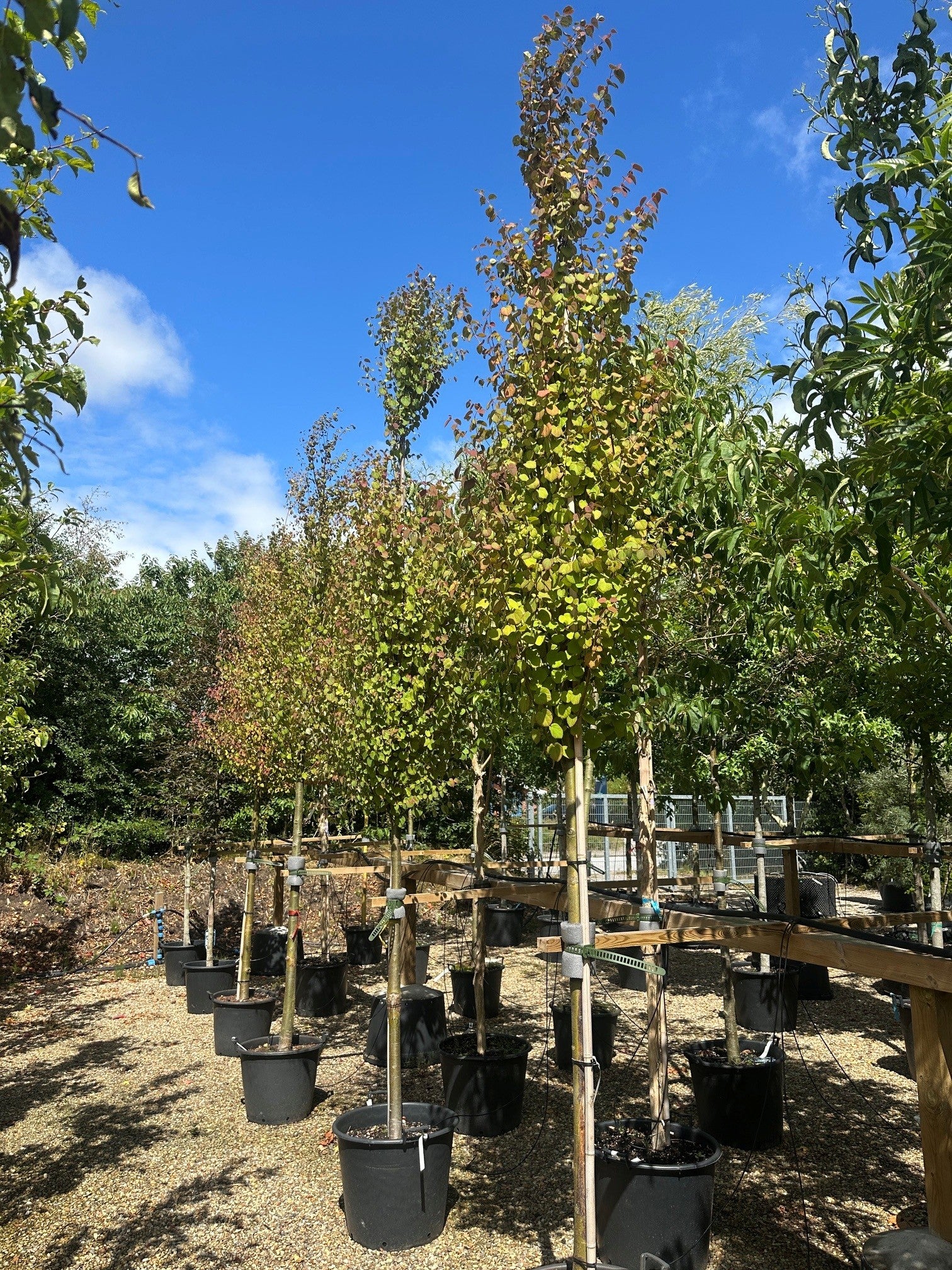 Opstammet 'Cercidiphyllum japonicum'-hjertetræ, hvor den tætte krone af hjerteformede blade sidder på en bar, gråbrun stamme midt på sommeren.