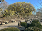 Paraplyformet 'Cornus mas'-kirsebærkornel i det tidlige forår, hvor den brede, flade krone af nøgne, bare grene står tæt besat med små, lysende gule blomsterknopper før løvspring.