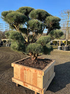 Flot bonsaiklippet skovfyr, med kraftige puder og flotte rødbrune barkfarve. 