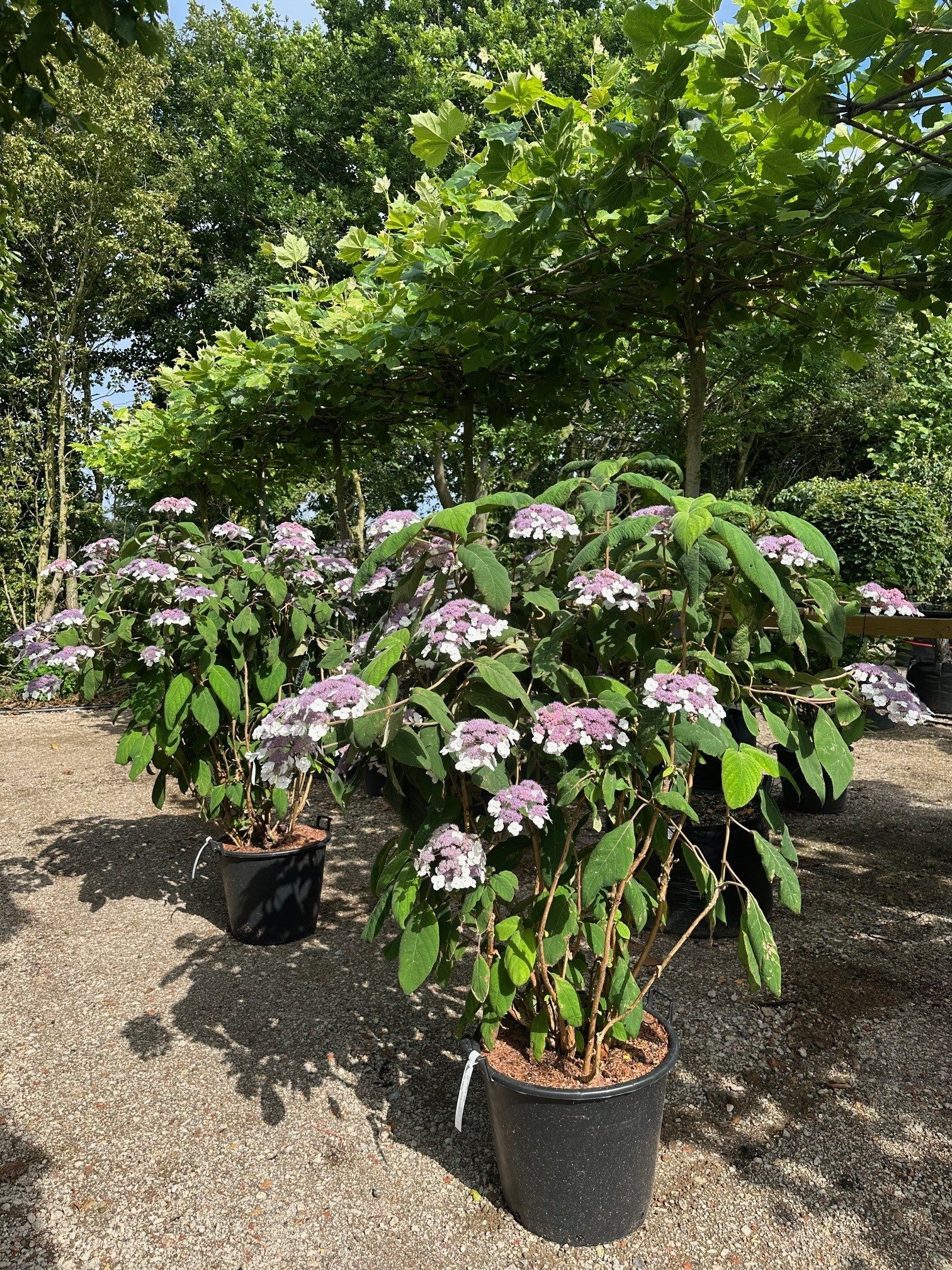 Dekorativ smuk hortensia, Hydrangea a. Marcophylla