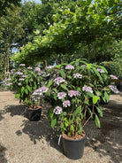 Dekorativ smuk hortensia, Hydrangea a. Marcophylla