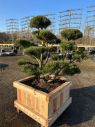 Elegant dekorativ bonsaiklipper Bjergfyr,