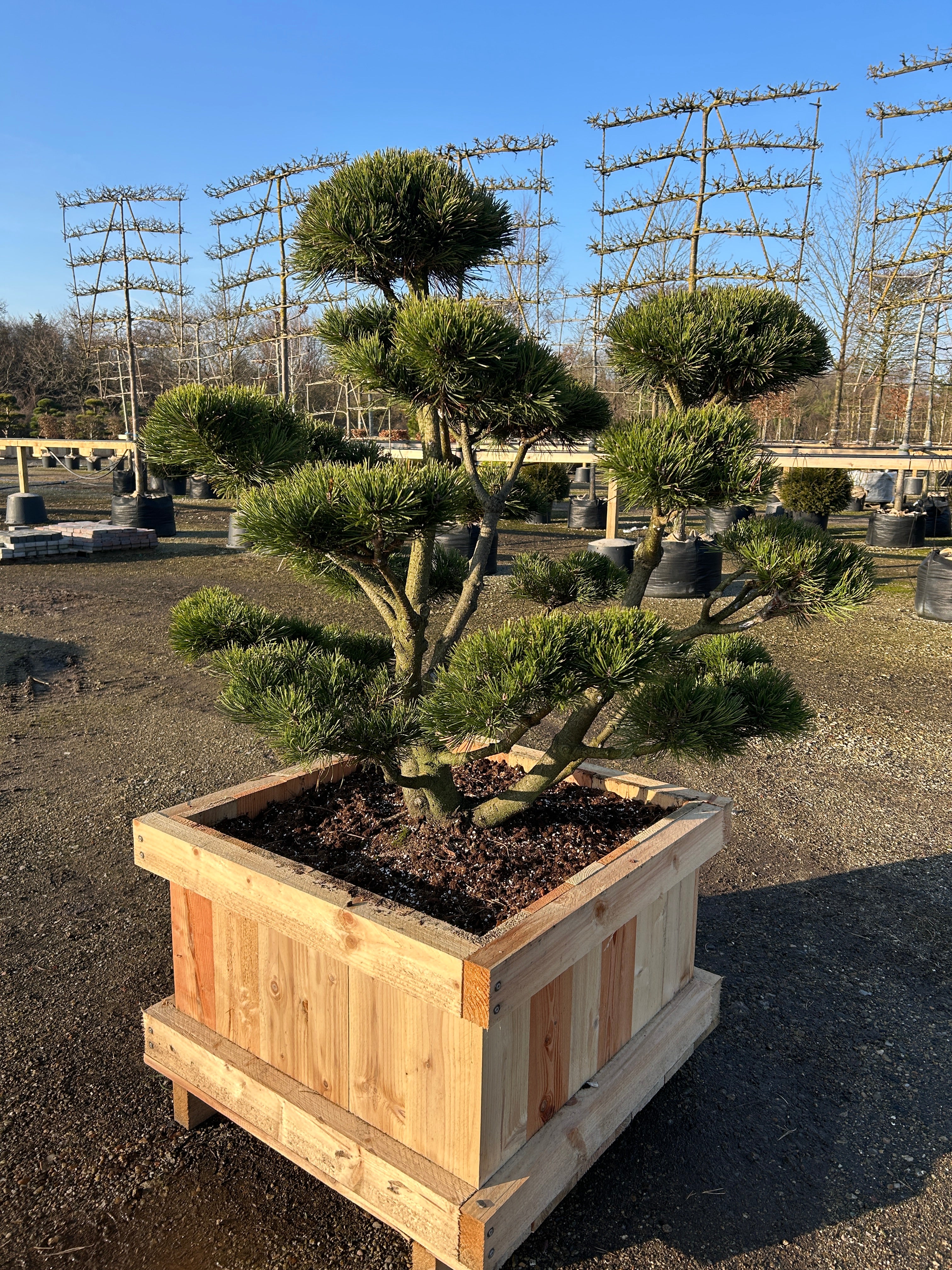 Elegant dekorativ bonsaiklipper Bjergfyr,