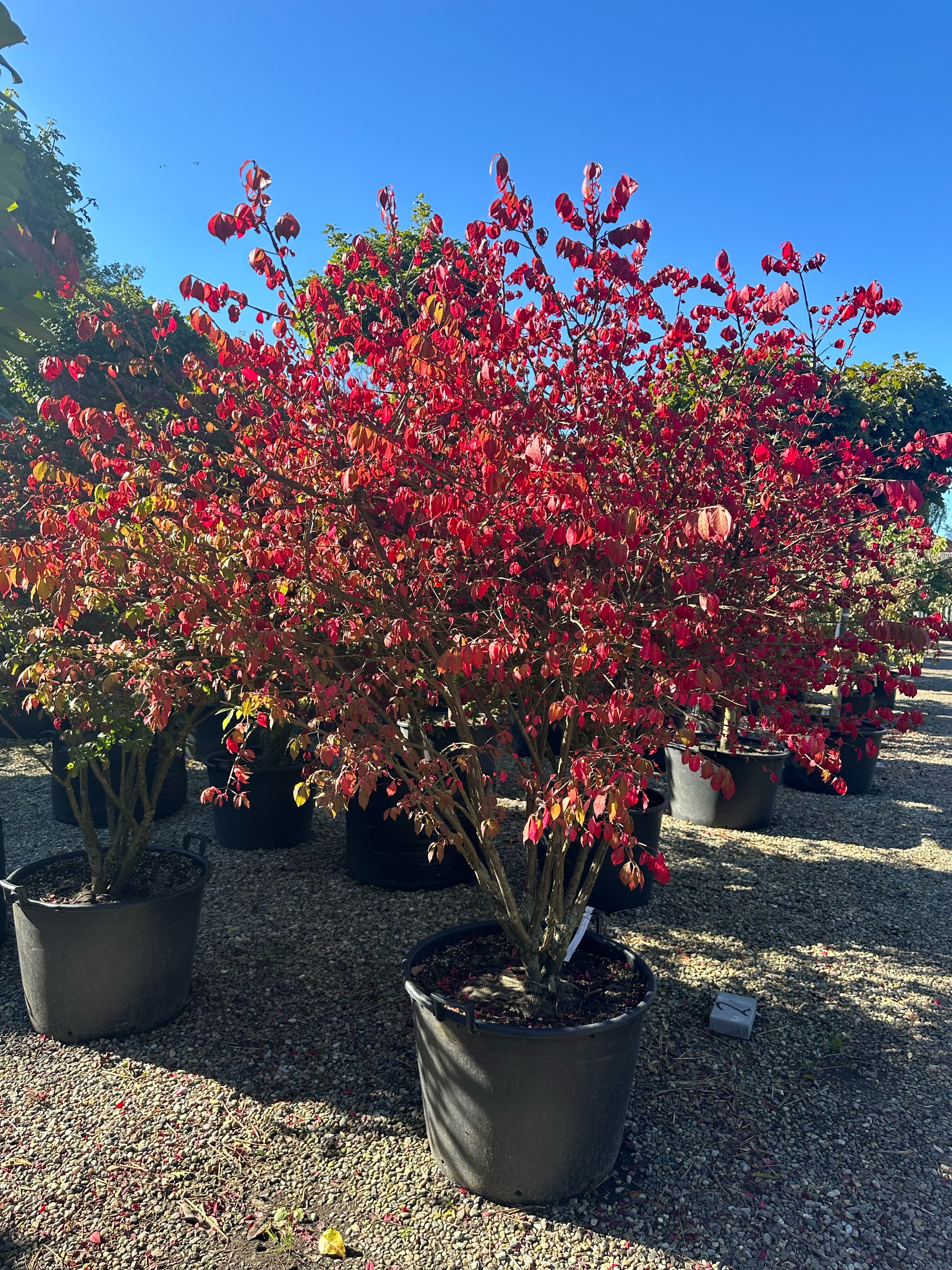 Multistammet 'Euonymus alatus'-vinget benved i efteråret, hvor hele den brede krone står dækket af blade i en intens, lysende rød og pink høstfarve.