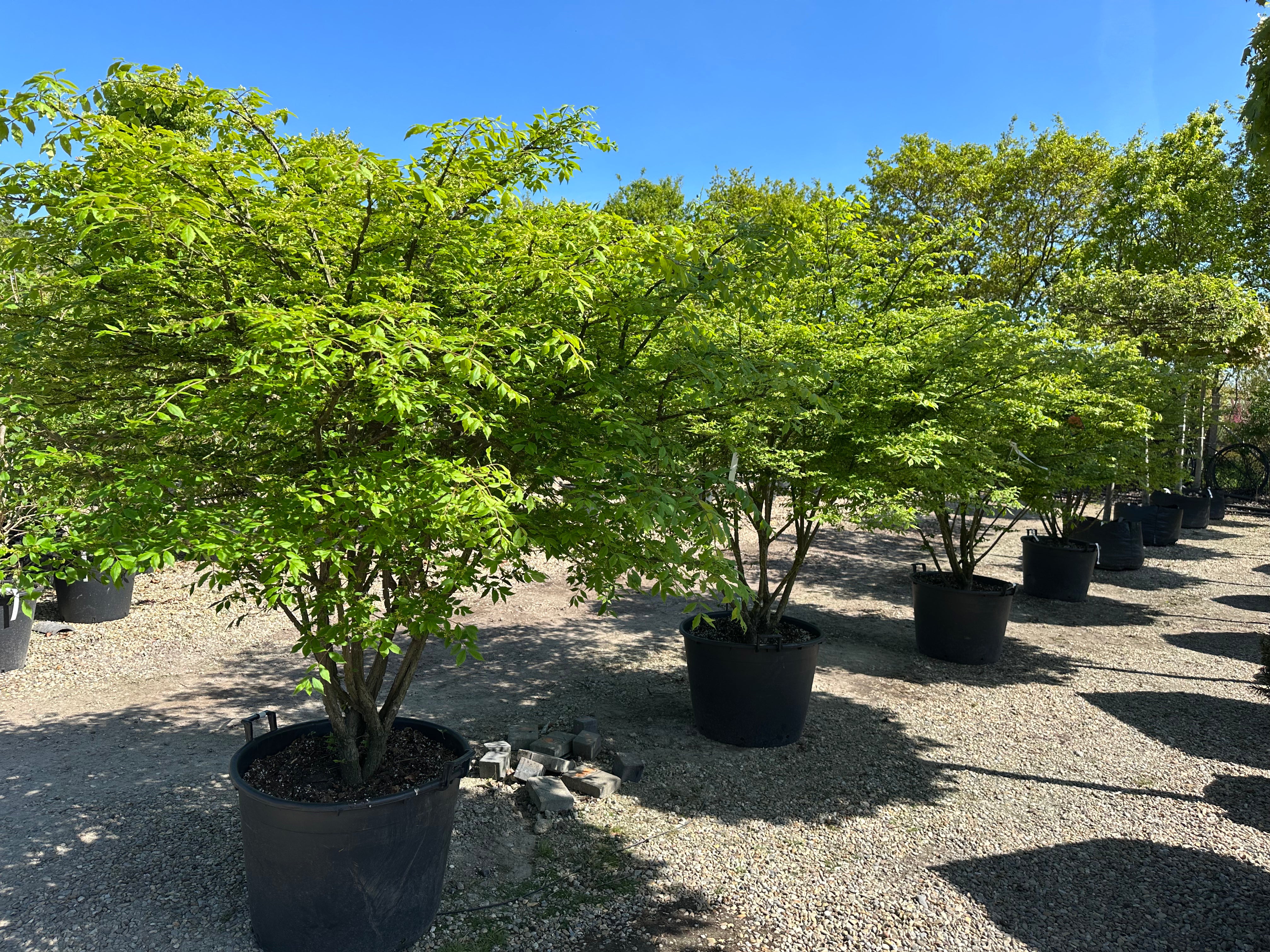 Multistammet 'Euonymus alatus'-vinget benved, hvor flere stammer forgrener sig fra jorden og bærer en bred krone dækket af friske, grønne blade midt på sommeren.