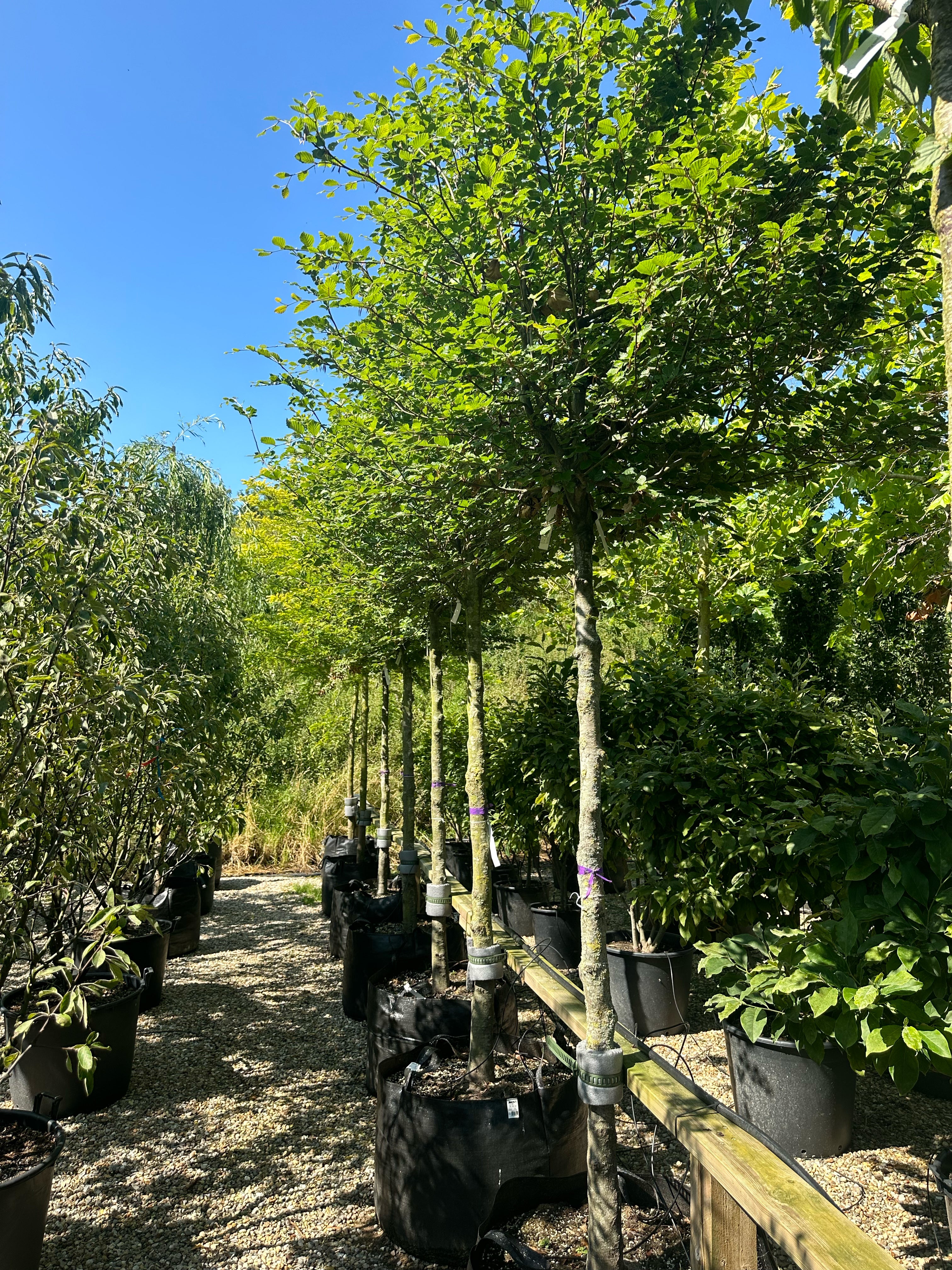  'Fagus sylvatica'-bøg, hvor den tætte, runde krone er dækket af friske, grønne blade på en bar og lysgrå stamme midt på sommeren.