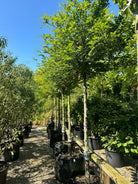  'Fagus sylvatica'-bøg, hvor den tætte, runde krone er dækket af friske, grønne blade på en bar og lysgrå stamme midt på sommeren.