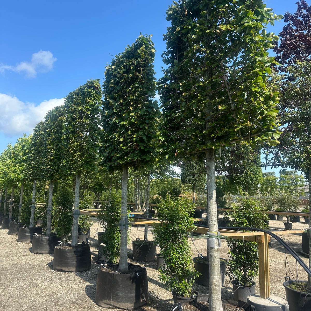 Svævende hæk, Bøg - Fagus sylvatica – Jysk Plantesalg