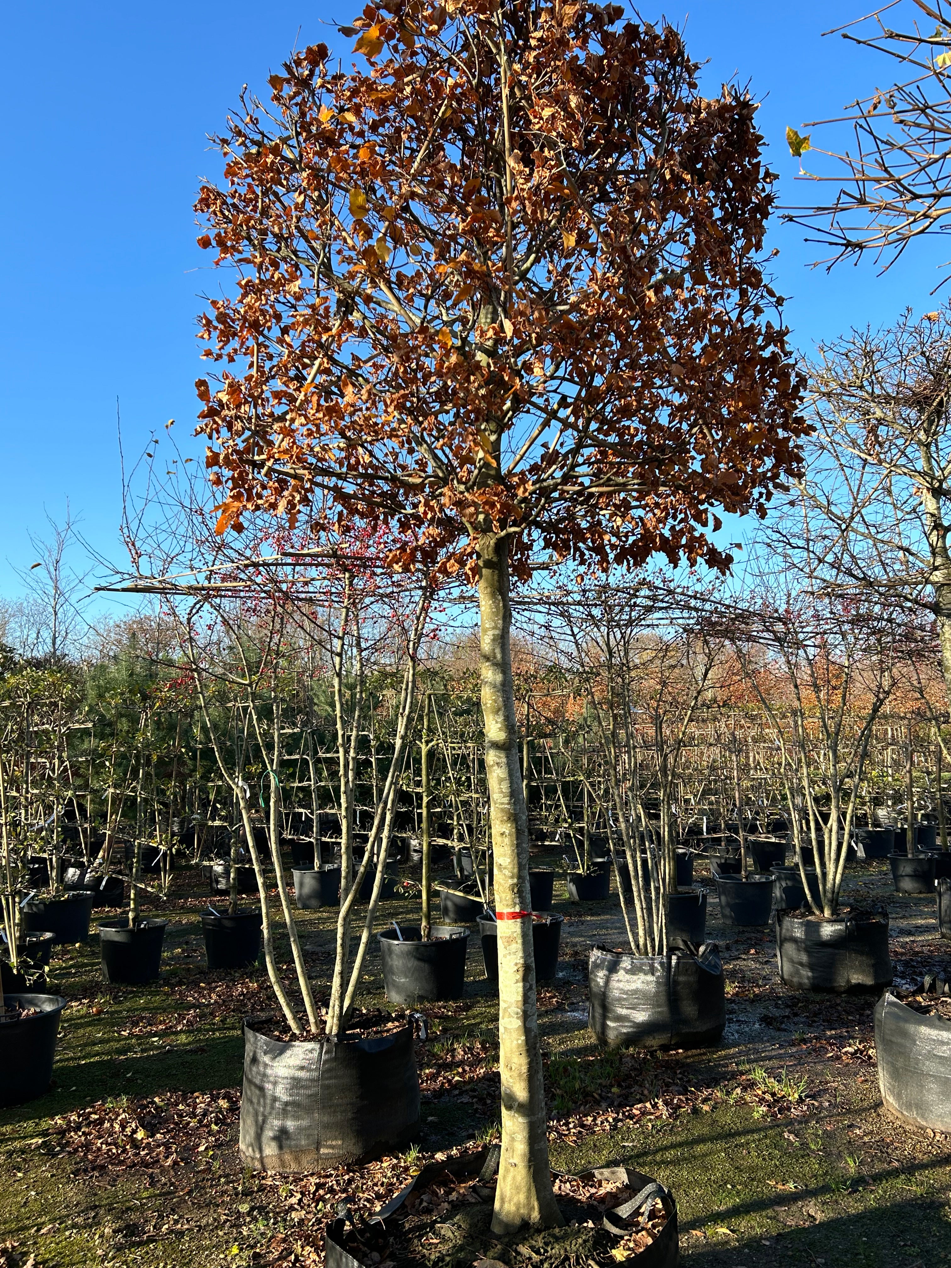 Kasseklippet 'Fagus sylvatica'-bøgetræ i det sene efterår, hvor den stramme, kubiske form står næsten nøgen med kun få, visne rødbrune blade tilbage på de tætte, lysegrå grene.