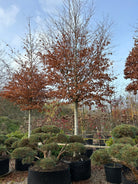 Opstammet 'Fagus sylvatica'-bøgetræ i det sene efterår, hvor kronen står næsten nøgen med kun ganske få, visne rødbrune blade tilbage på de lysegrå grene.