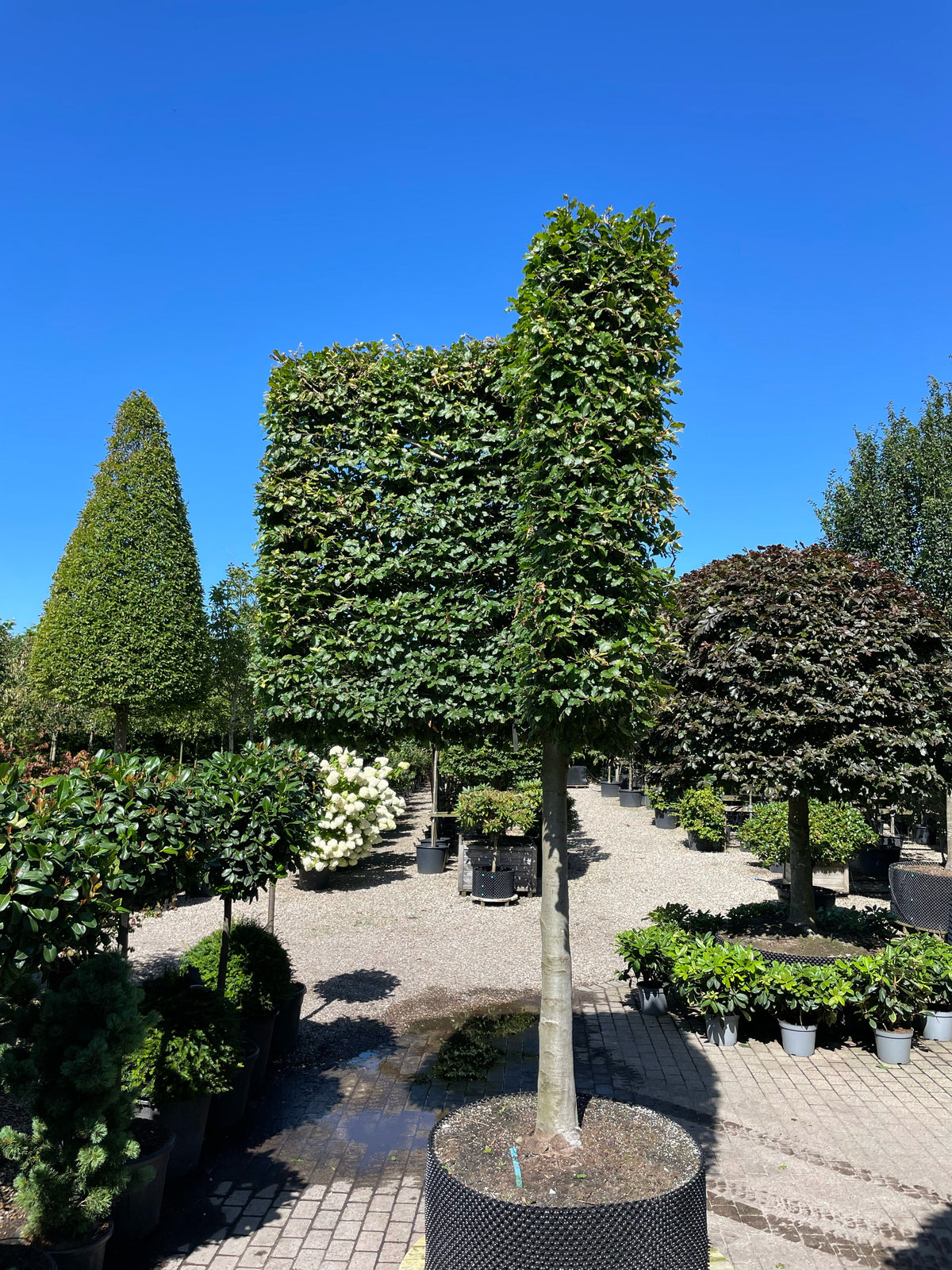En vinklet svævende hæk af 'Fagus sylvatica'-bøgetræer, hvor de opstammede kroner er formklippet i en skarp vinkel og danner en sammenhængende, grøn mur over jorden.