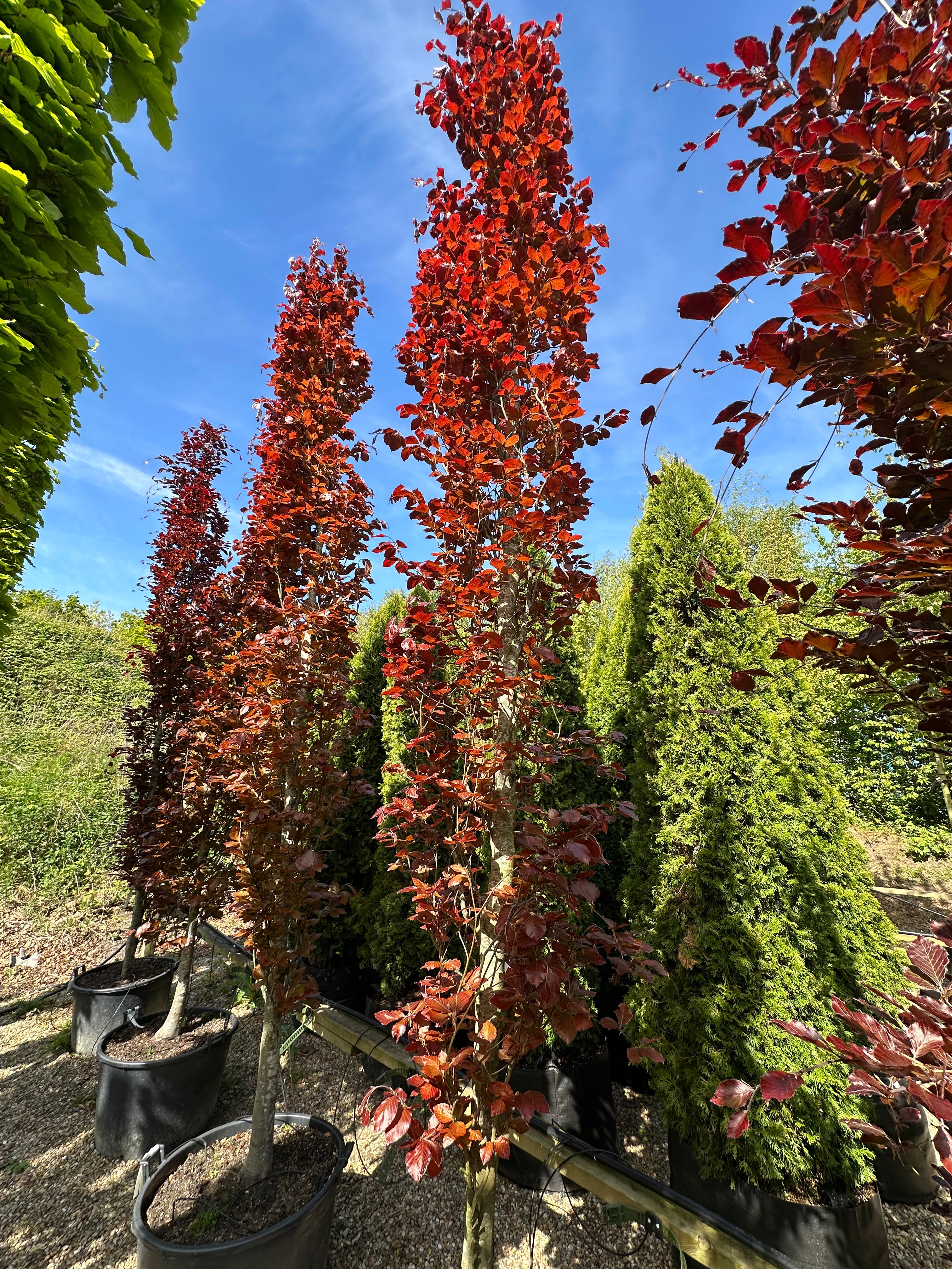 Søjleformet 'Dawyck Purple'-søjleblodbøg, hvor de tætsiddende og oprette grene vokser og danner en smal, mørkelilla søjle.