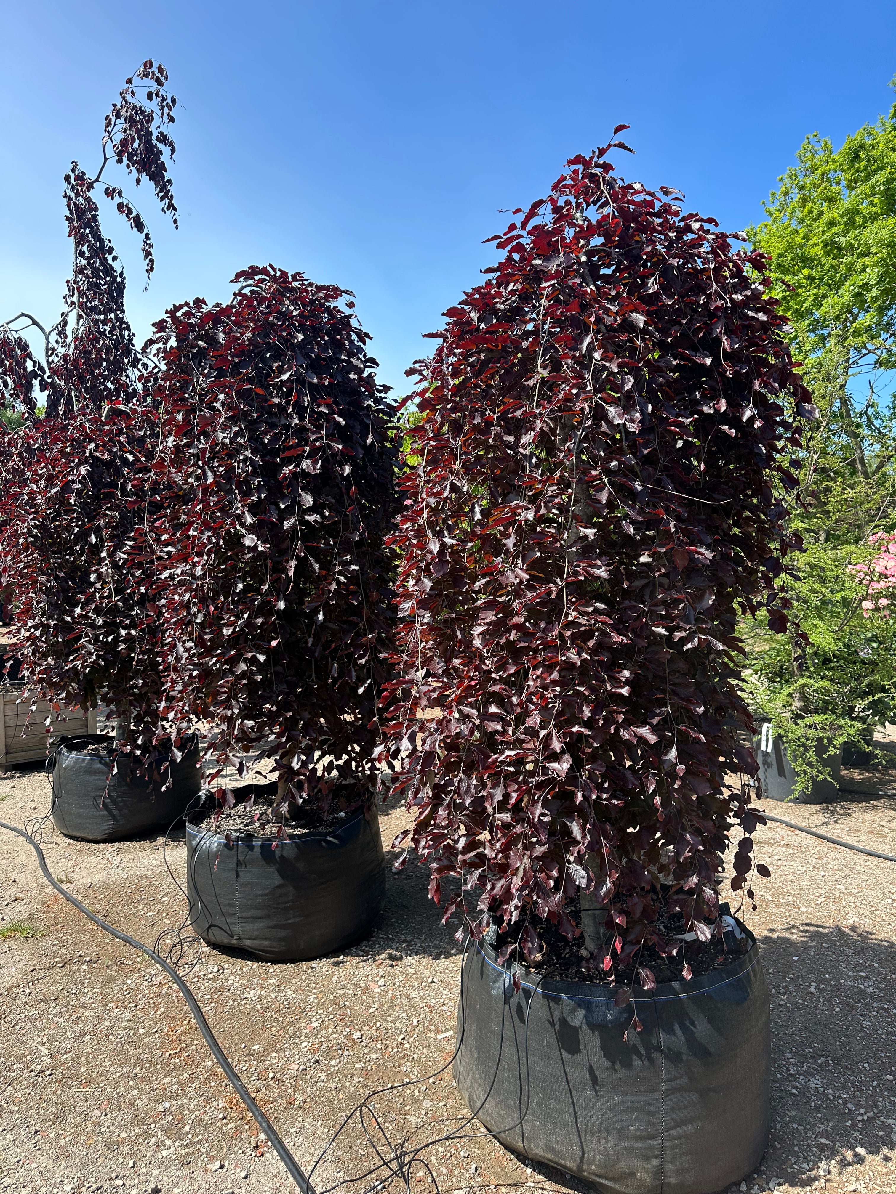 'Purpurea Pendula'-hængebøg, hvor de skinnende, dybviolette og mørkelilla blade sidder tæt på de hængende grene og fanger lyset i sommermånederne.