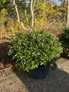 Super flotte Rhododendron Cunninghams White, der har en flot flad kugleformet væsktform. 