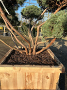 Flotte stammer i flot rødbrun farve, der har mange forgreninger i jordoverfladen.