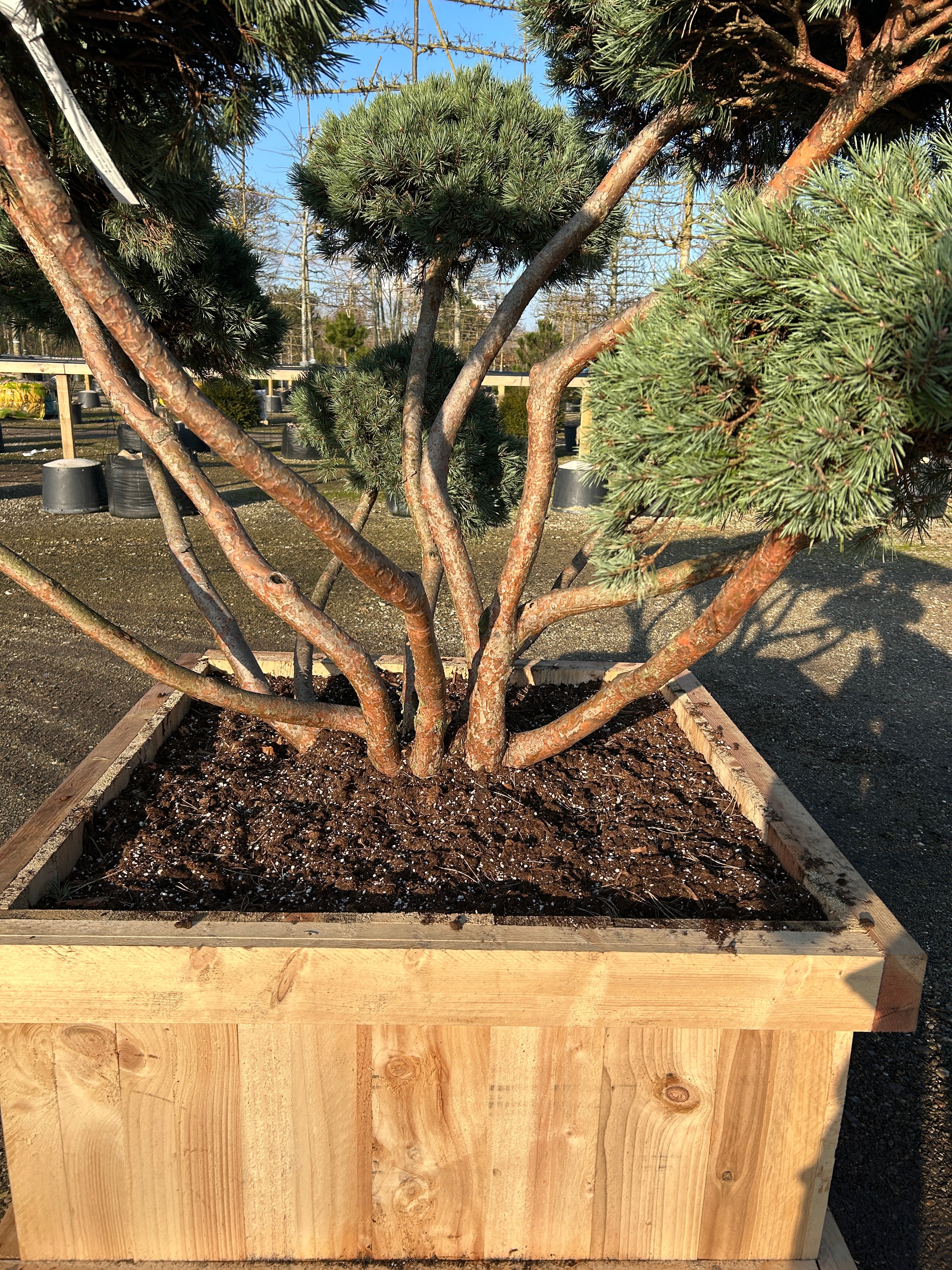 Flotte stammer i flot rødbrun farve, der har mange forgreninger i jordoverfladen.