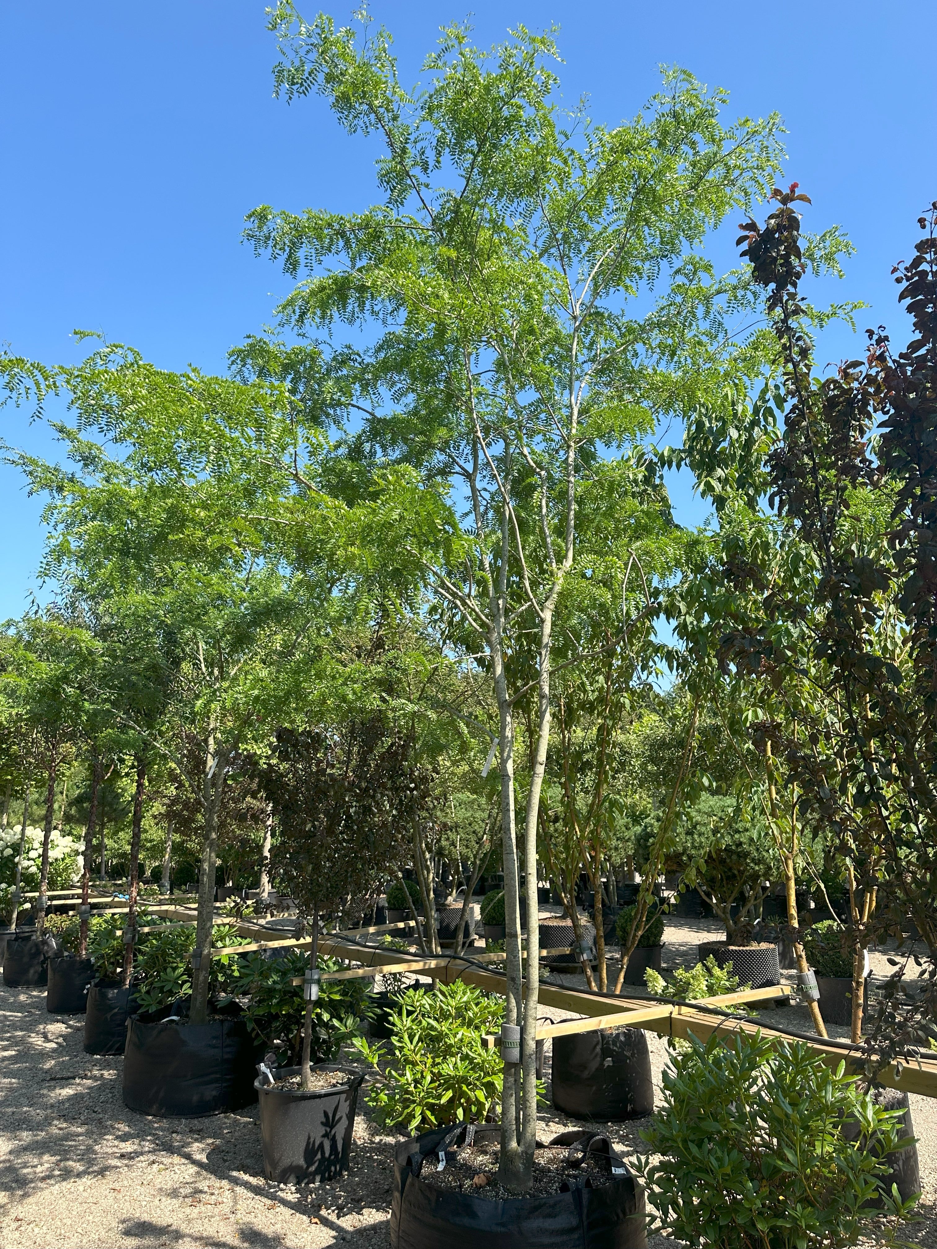 Multistammet 'Gleditsia triacanthos'-tretorn i haven, hvor de oprette hovedstammer forgrener sig skulpturelt og bærer en stor, åben og let krone med fint, fjeragtigt løv.