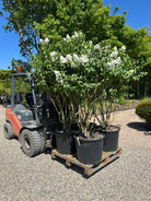 Syringa vulgaris 'Monique Lemoine' - ægte syren med en flot, opret formklippet struktur.
