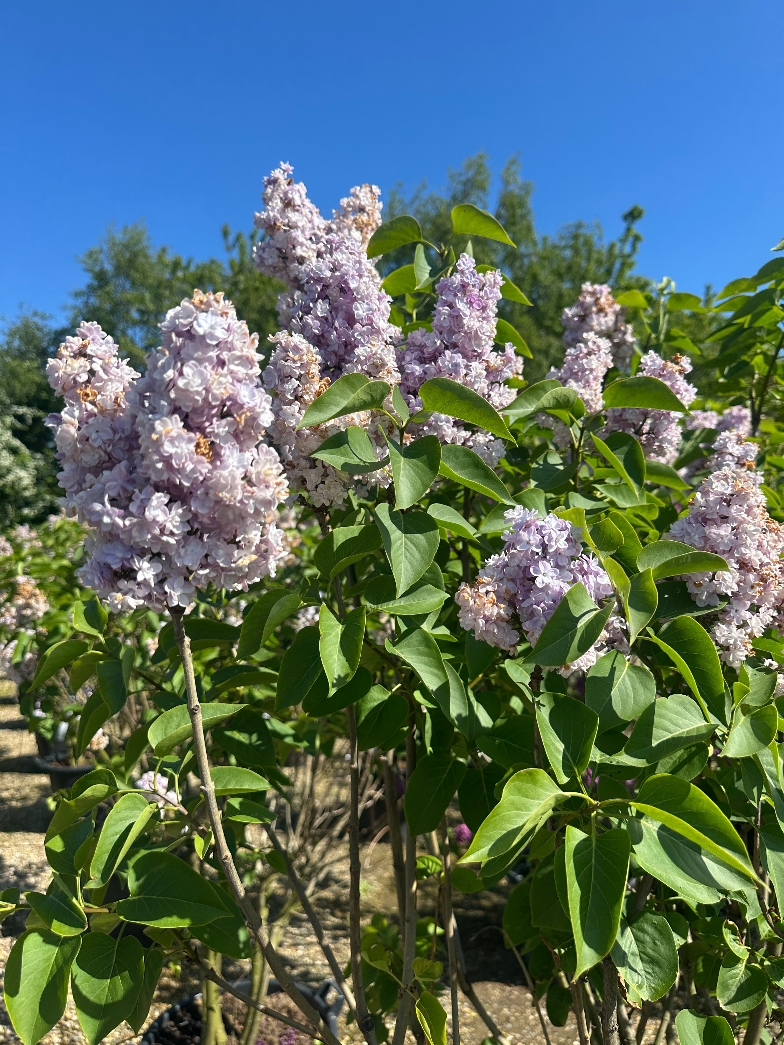 Tætte, fyldte blålilla syrenblomster på en 'Michel Buchner' busk.