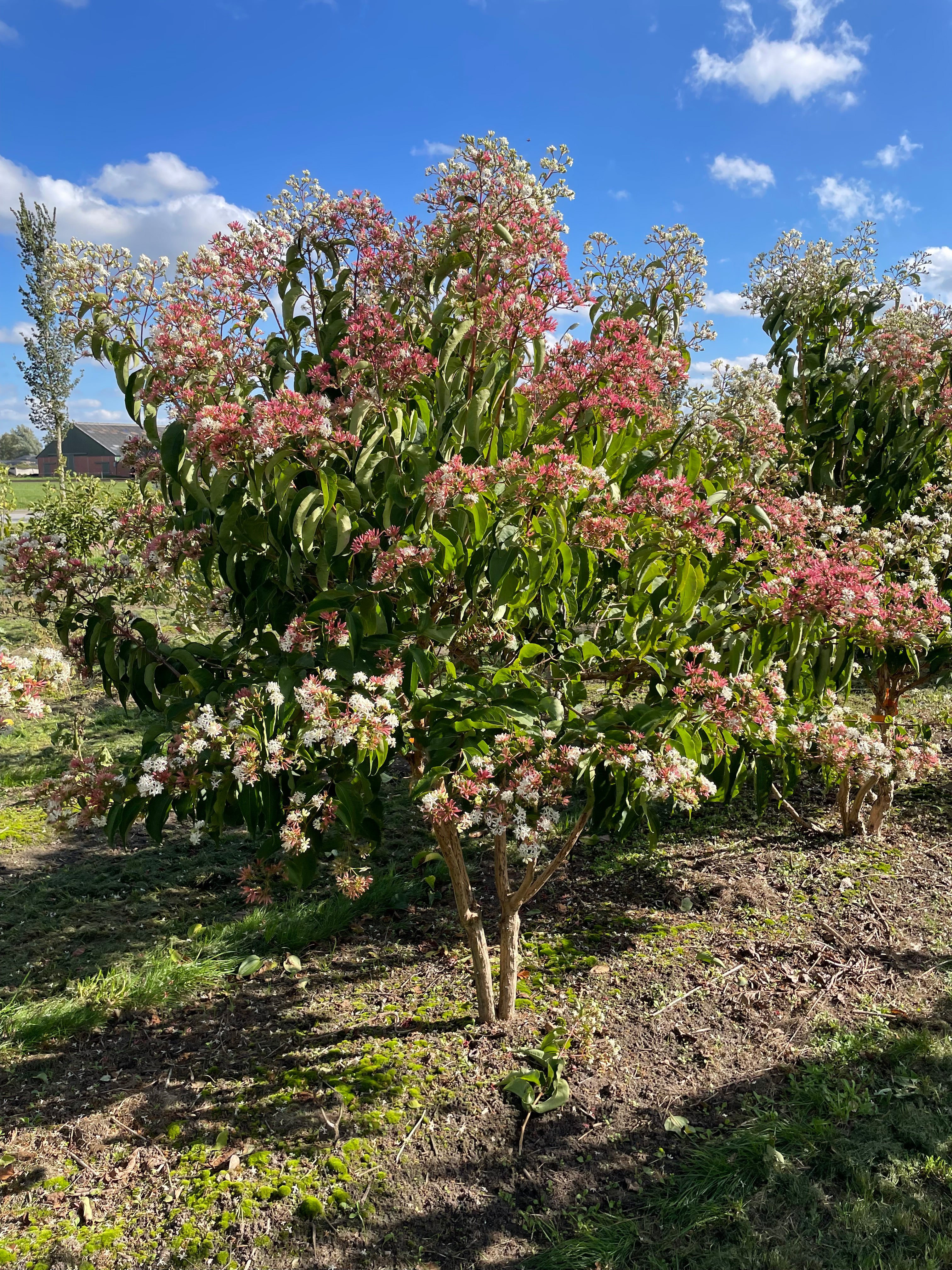 Heptacodium miconioides - Himlens syv sønner multistammet træ med hvide blomsterstande og grønne blade"