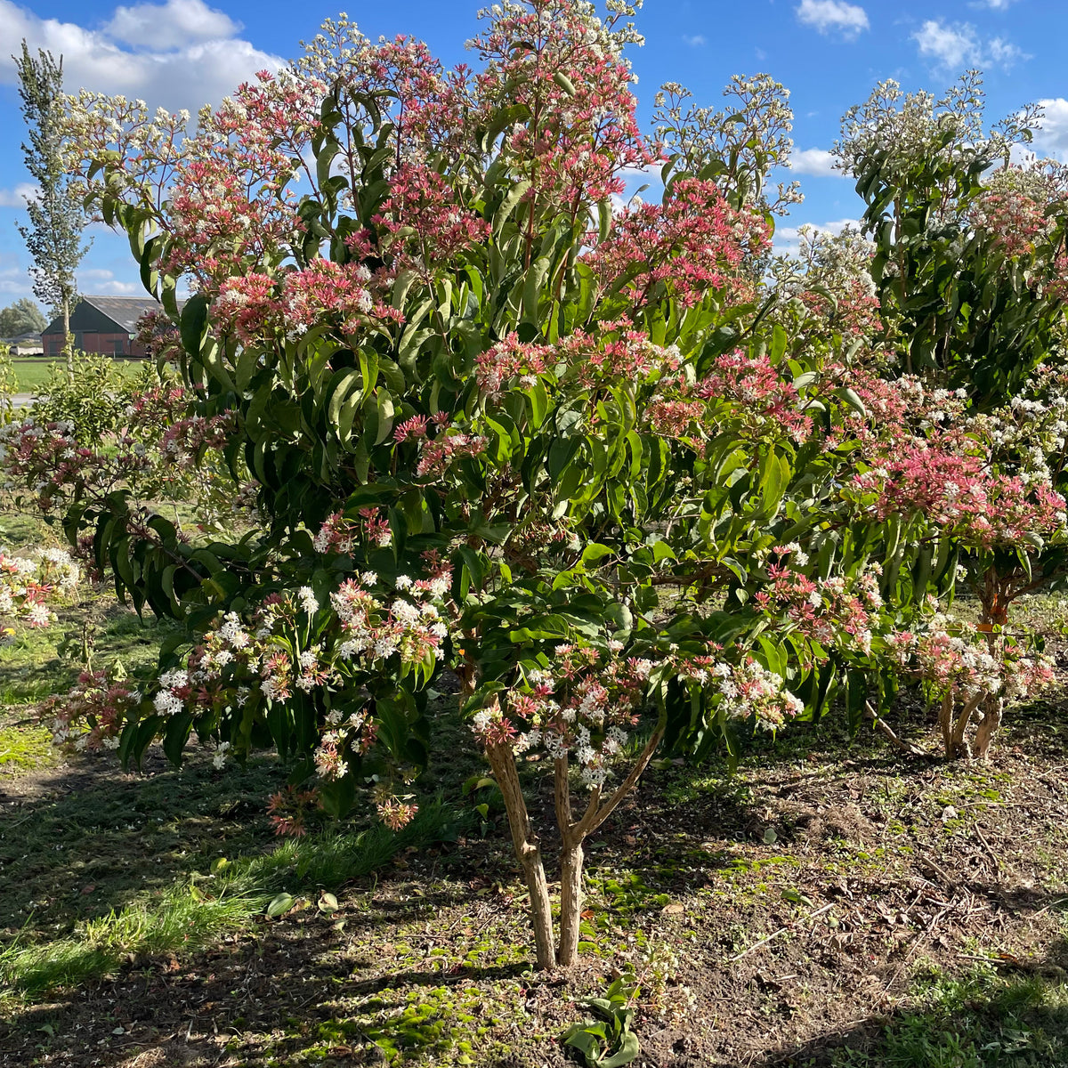 Multistammet Himlens syv sønner - Heptacodium Miconioides – Jysk Plantesalg