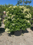 Espalierklippet 'Hydrangea petiolaris', hvor den tætte, grønne flade er dækket af store, flade, flødehvide skærmblomster i fuld sommerblomstring.