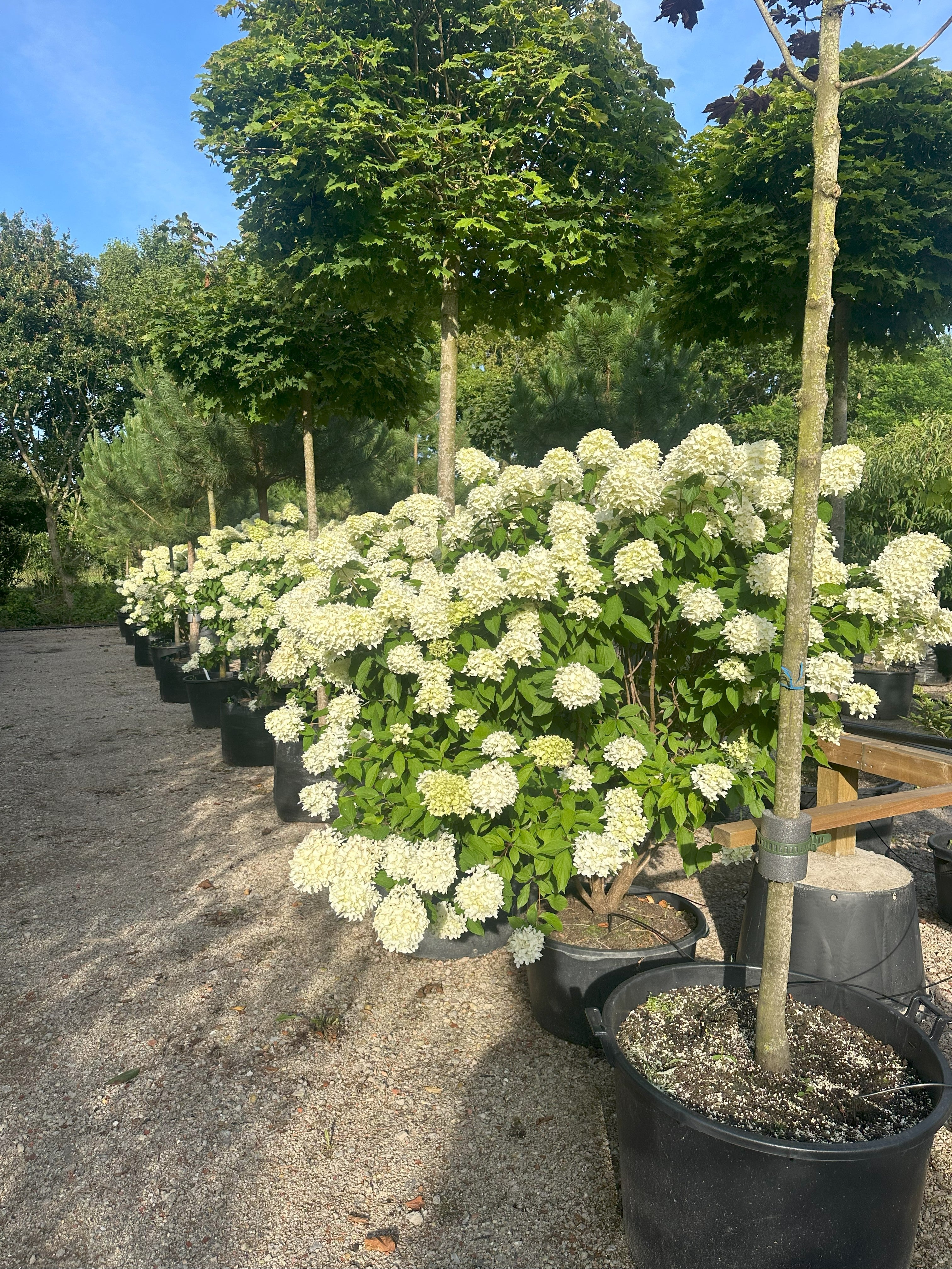 Store og kraftige Syrenhortensia Skyfall, med mange flotte blomsterstande.